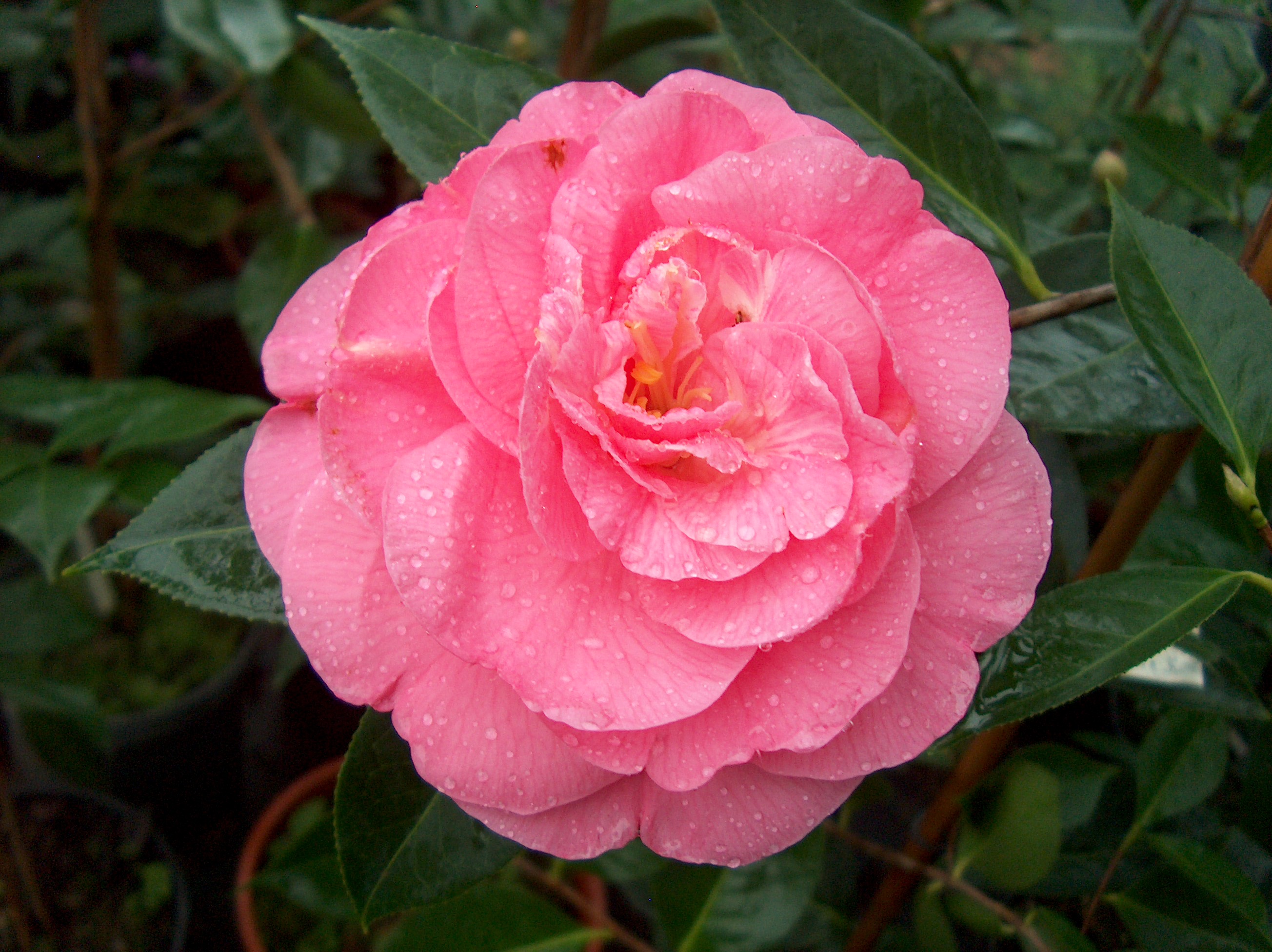 Rosa Mary
