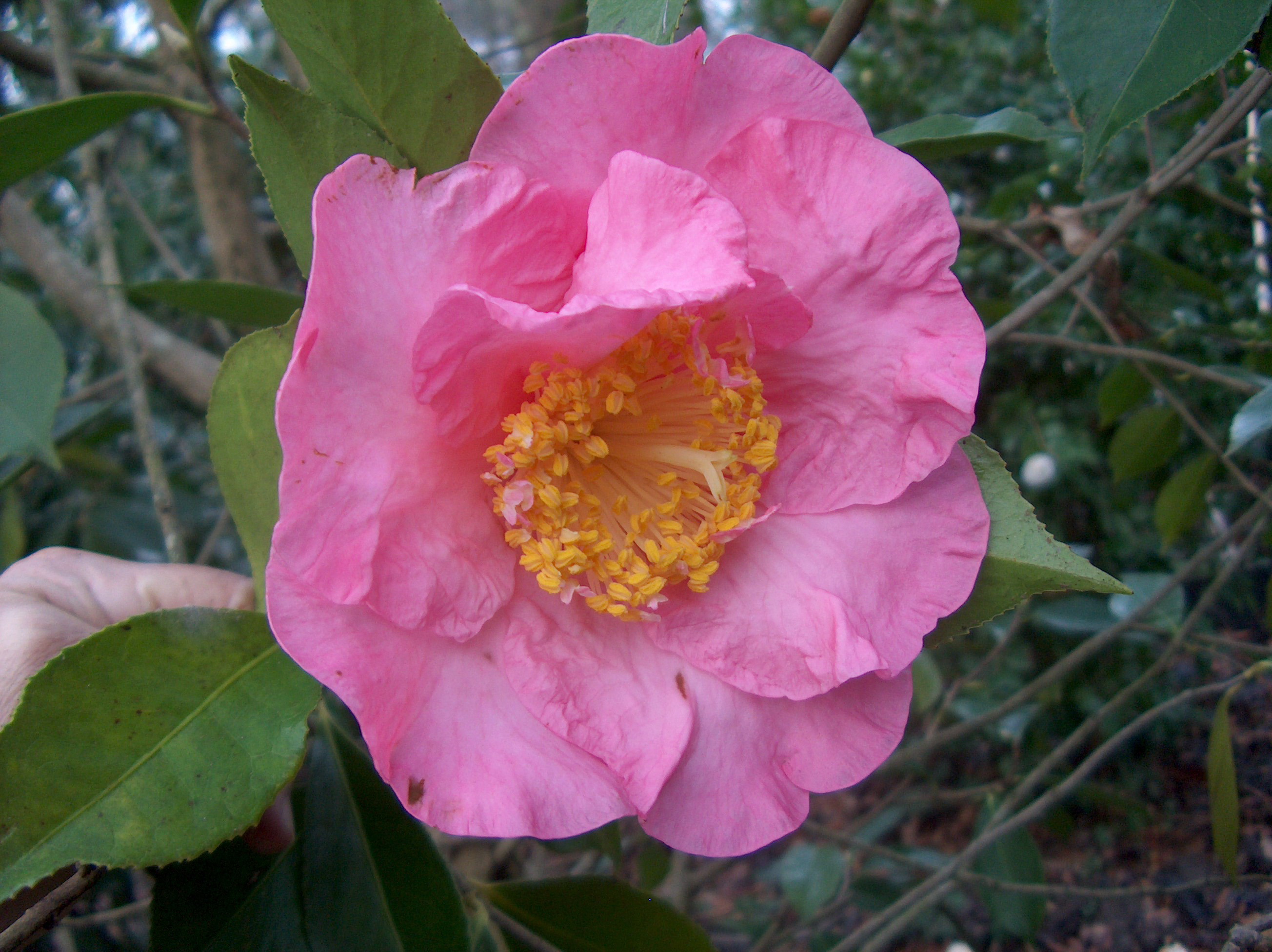 Thai Silk