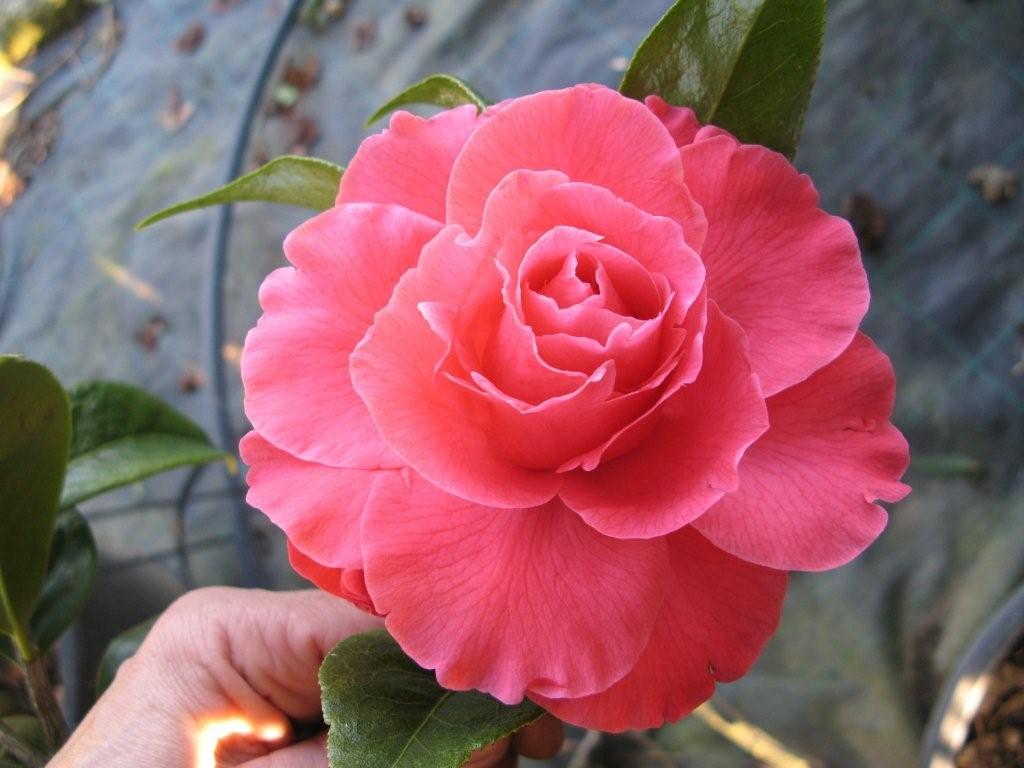 Valentine's day