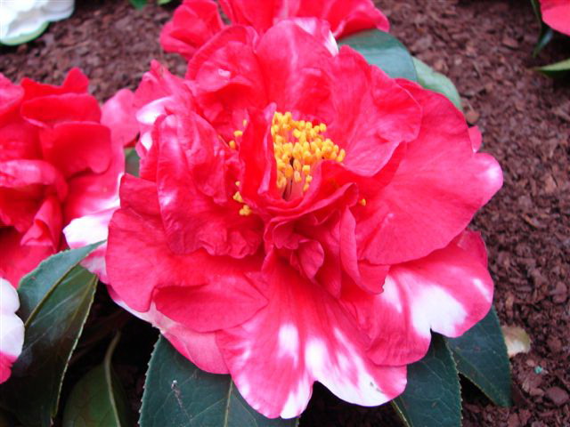 William Hertrirch Variegated
