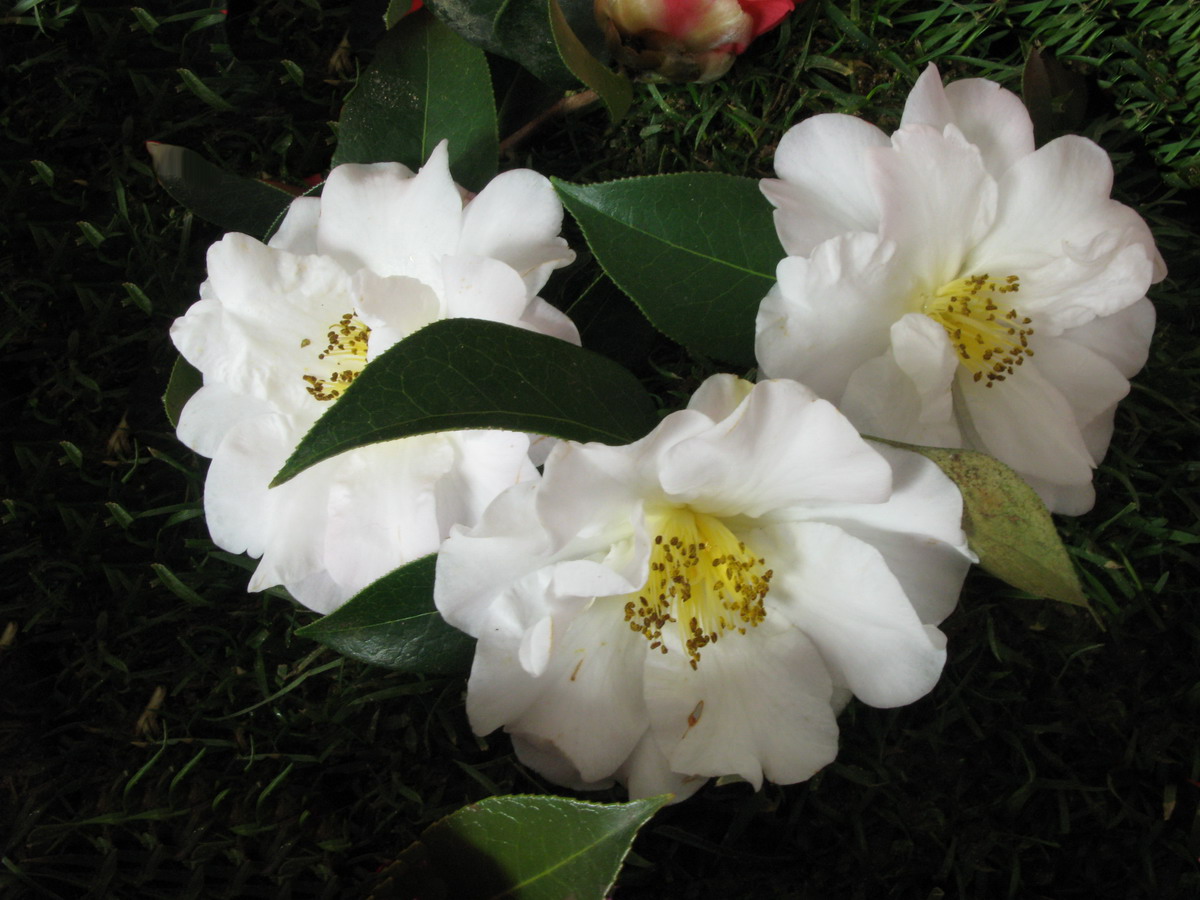 White Reticulata