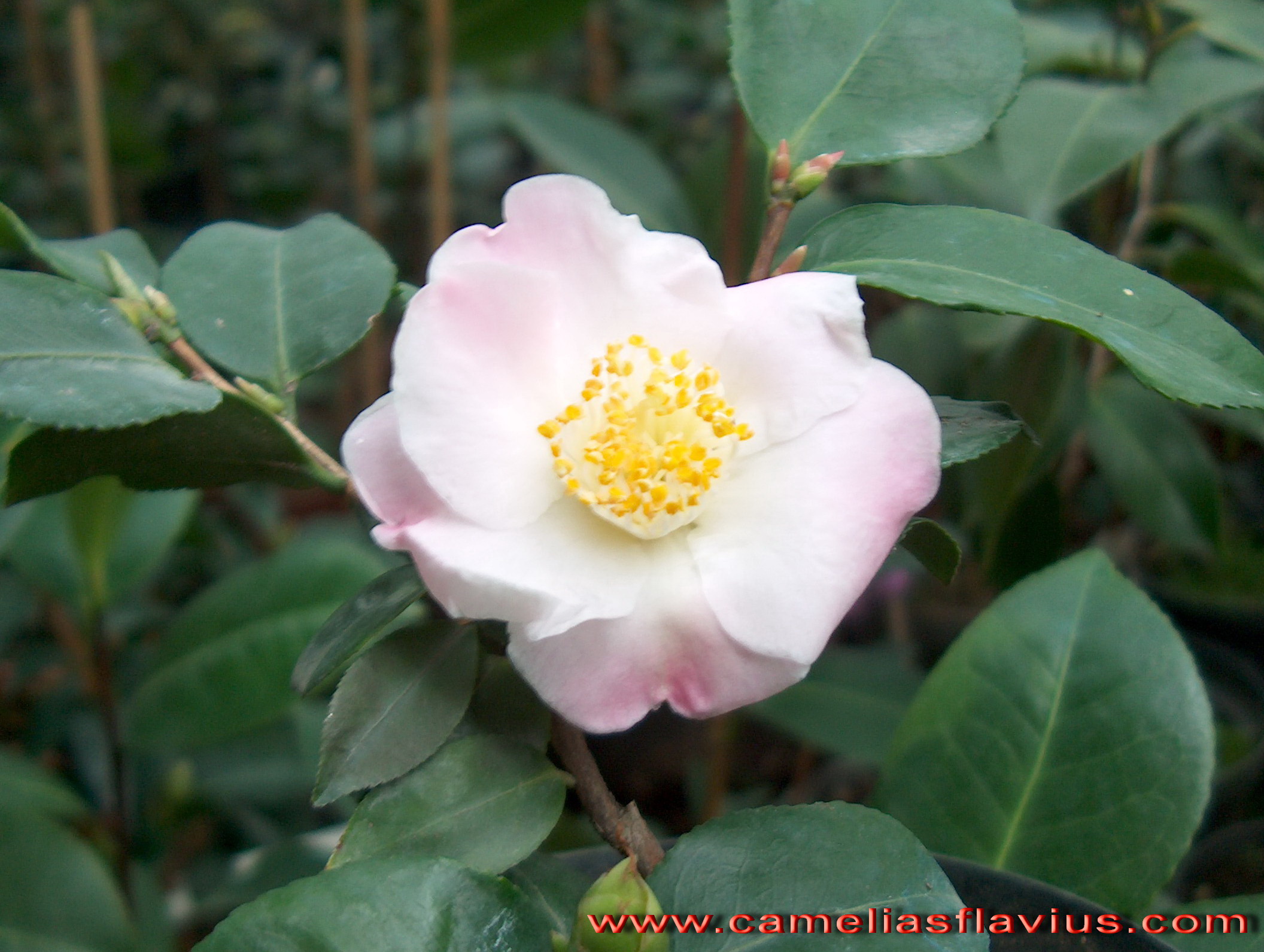 Cinnamon Scentsation (Hyb)