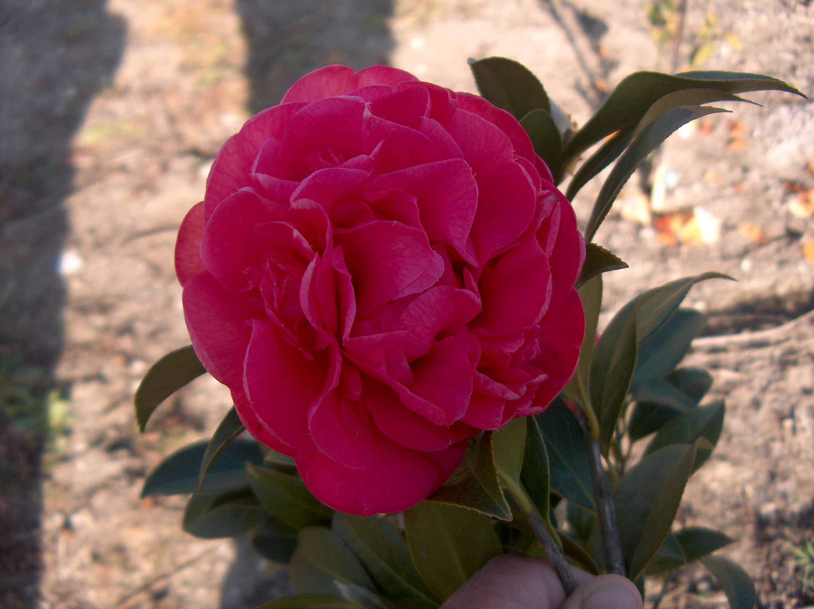 Empire Rose