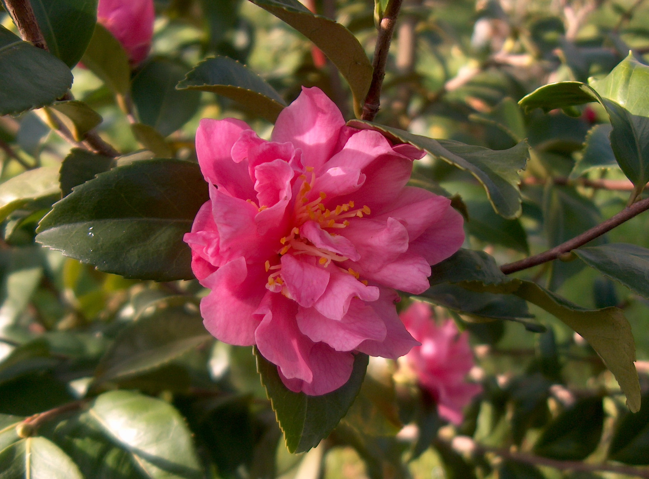 Fragrant Pink