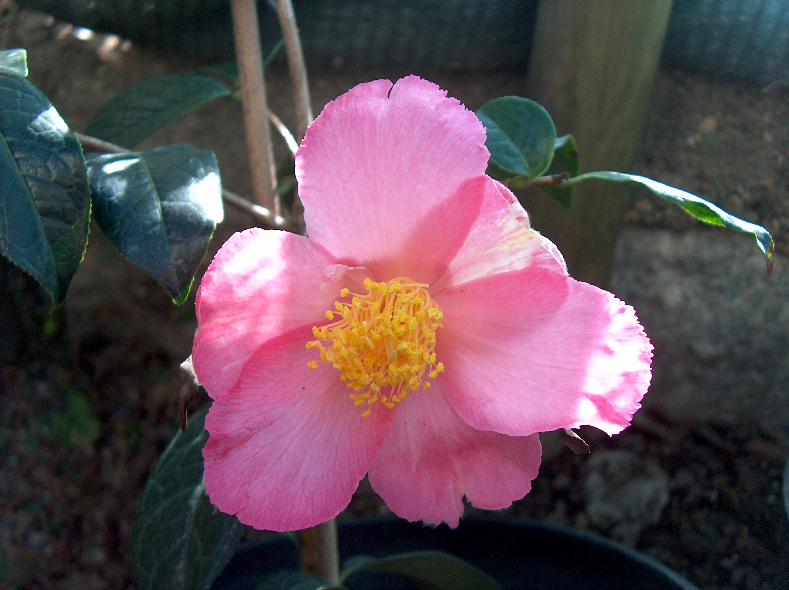 Granthaminiana Pink (Hyb)