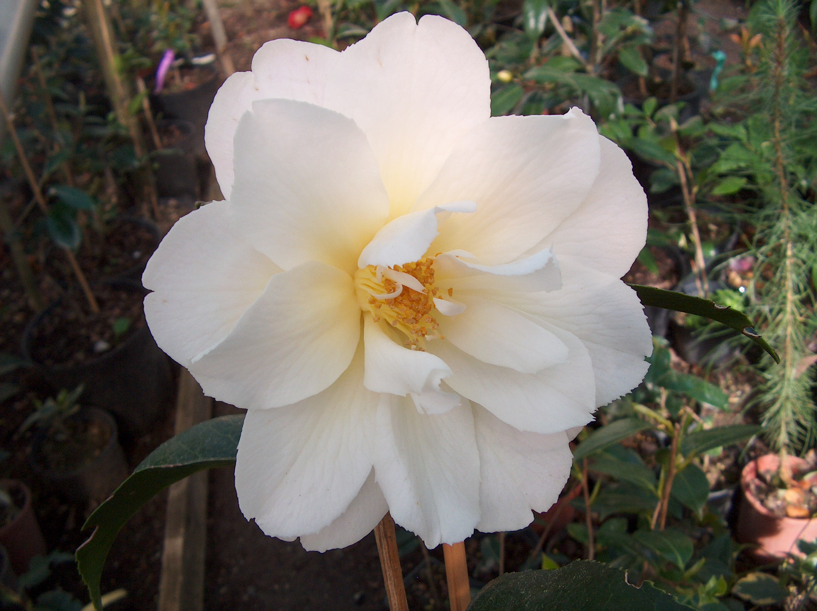 Honeymoon (Hyb Crisantha)