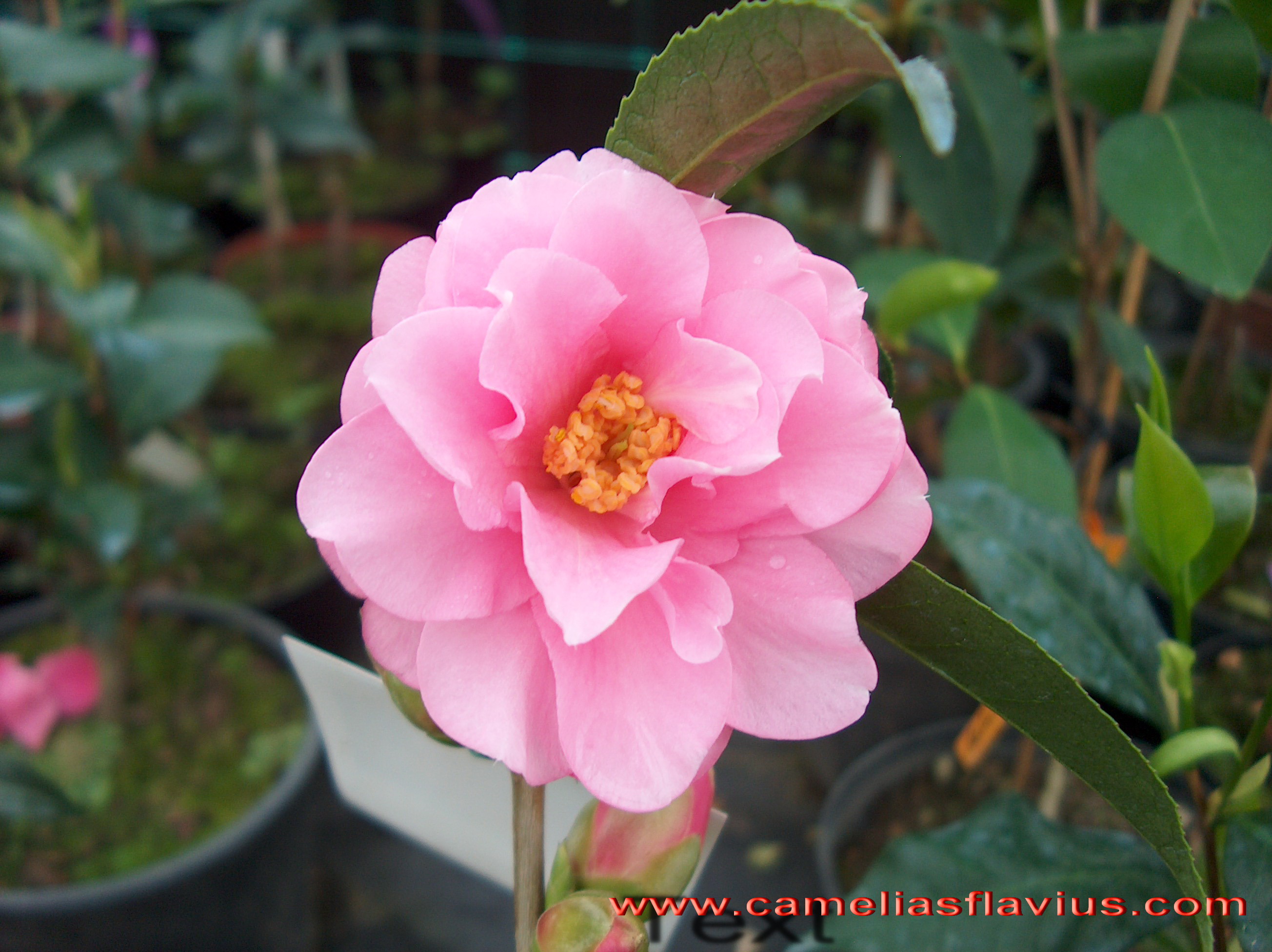 Pink Dalia (hyb)