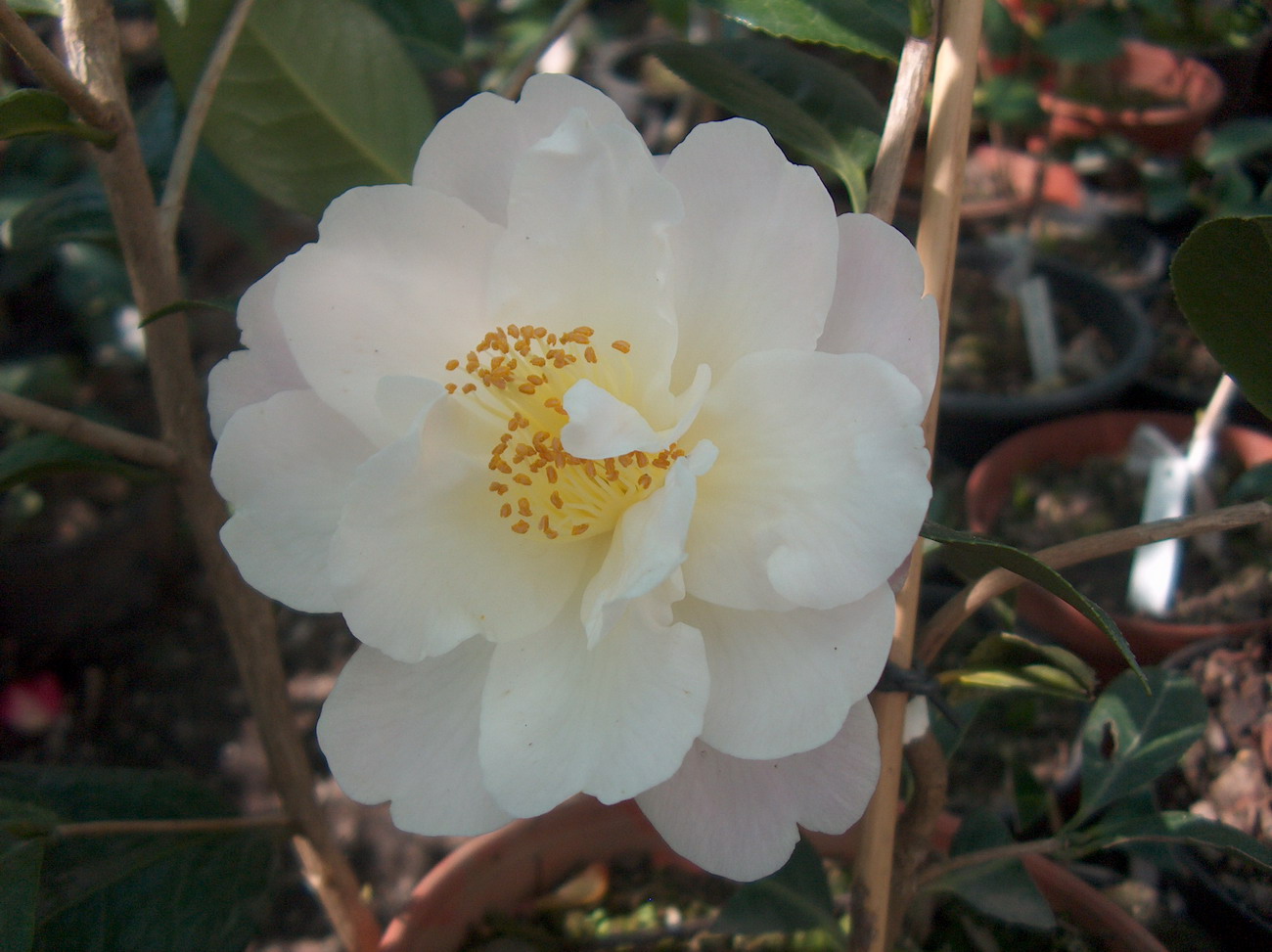 Rosman(Hybrida de Chrysantha)