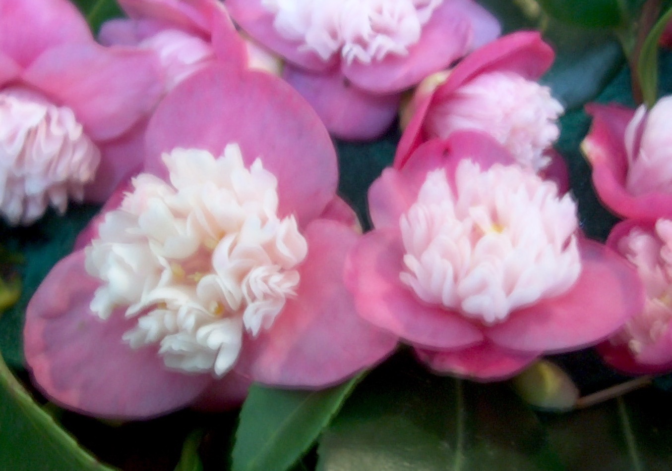 Scented Gem (hyb)