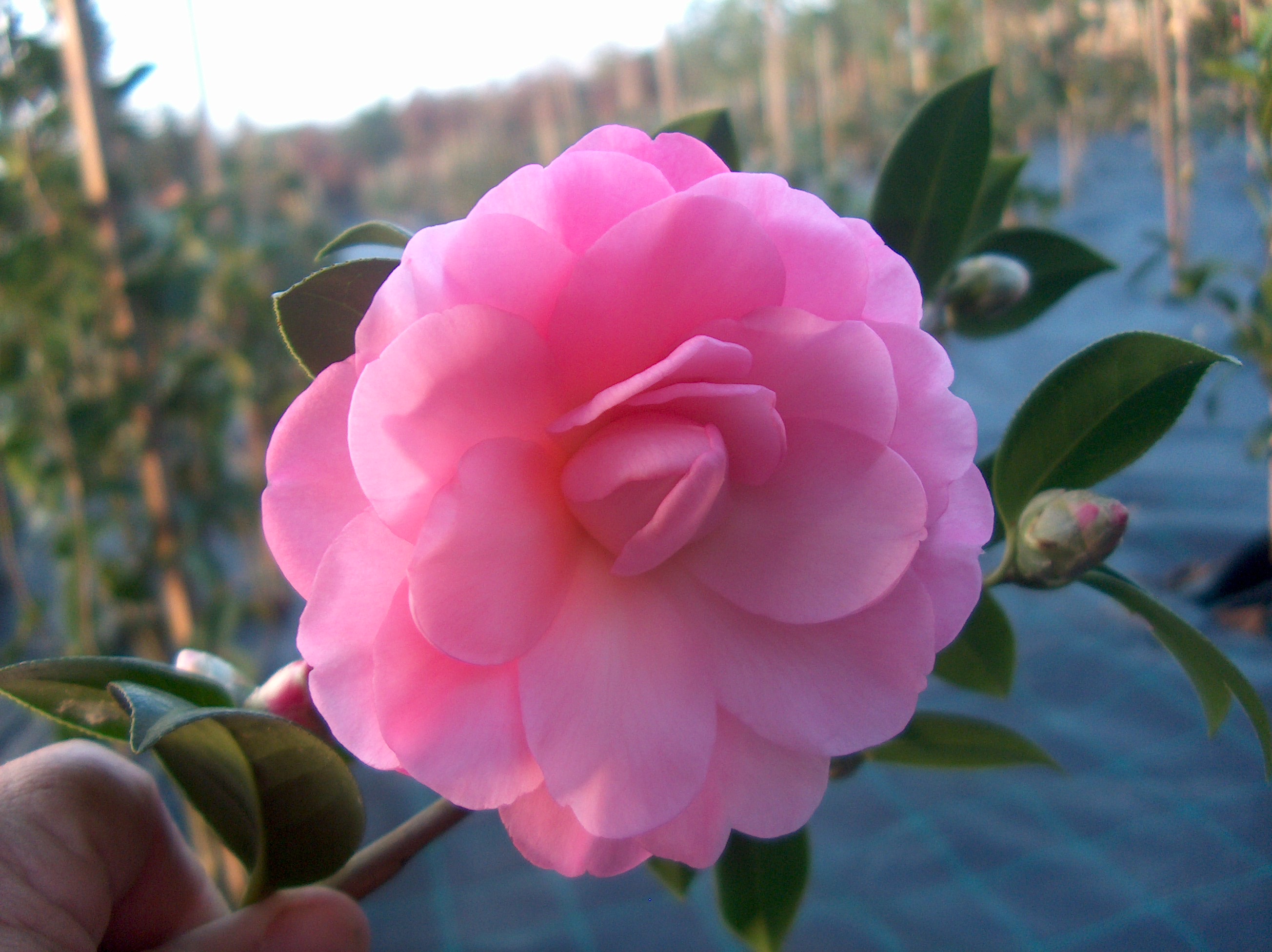 Water Lily