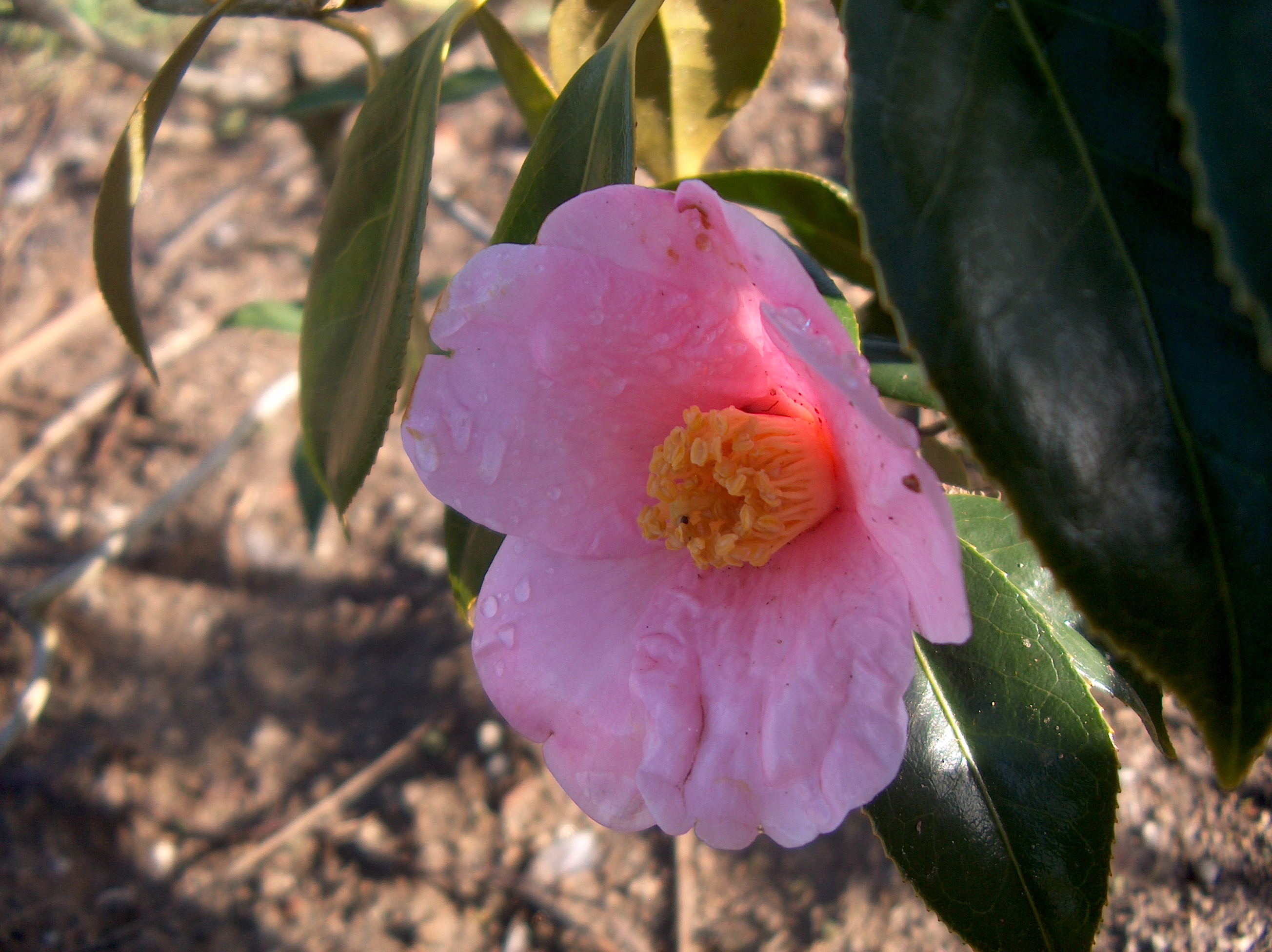 C. Wabisuke Tarôkaja
