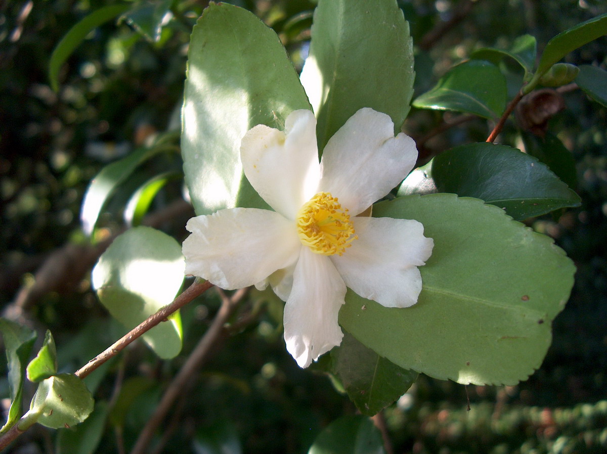 C. Forrestii