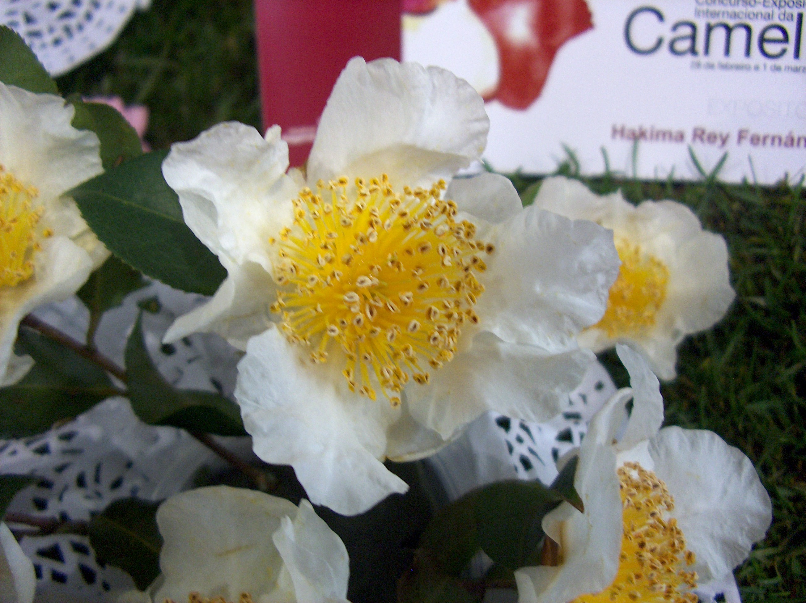 C. Yunnanensis