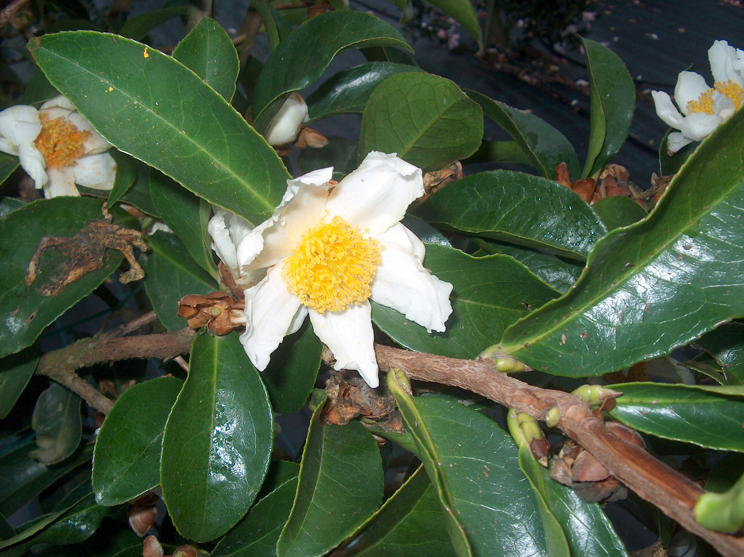 C. Crapnelliana