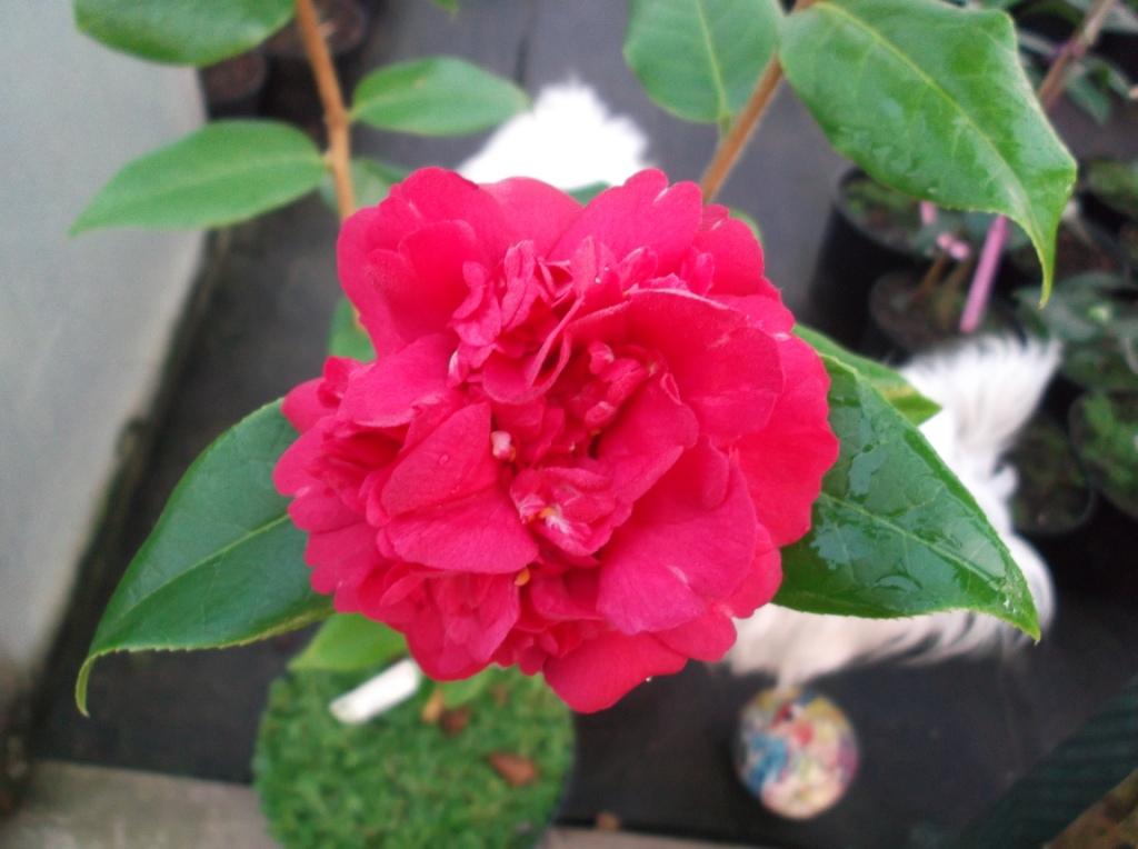 C. Edithae