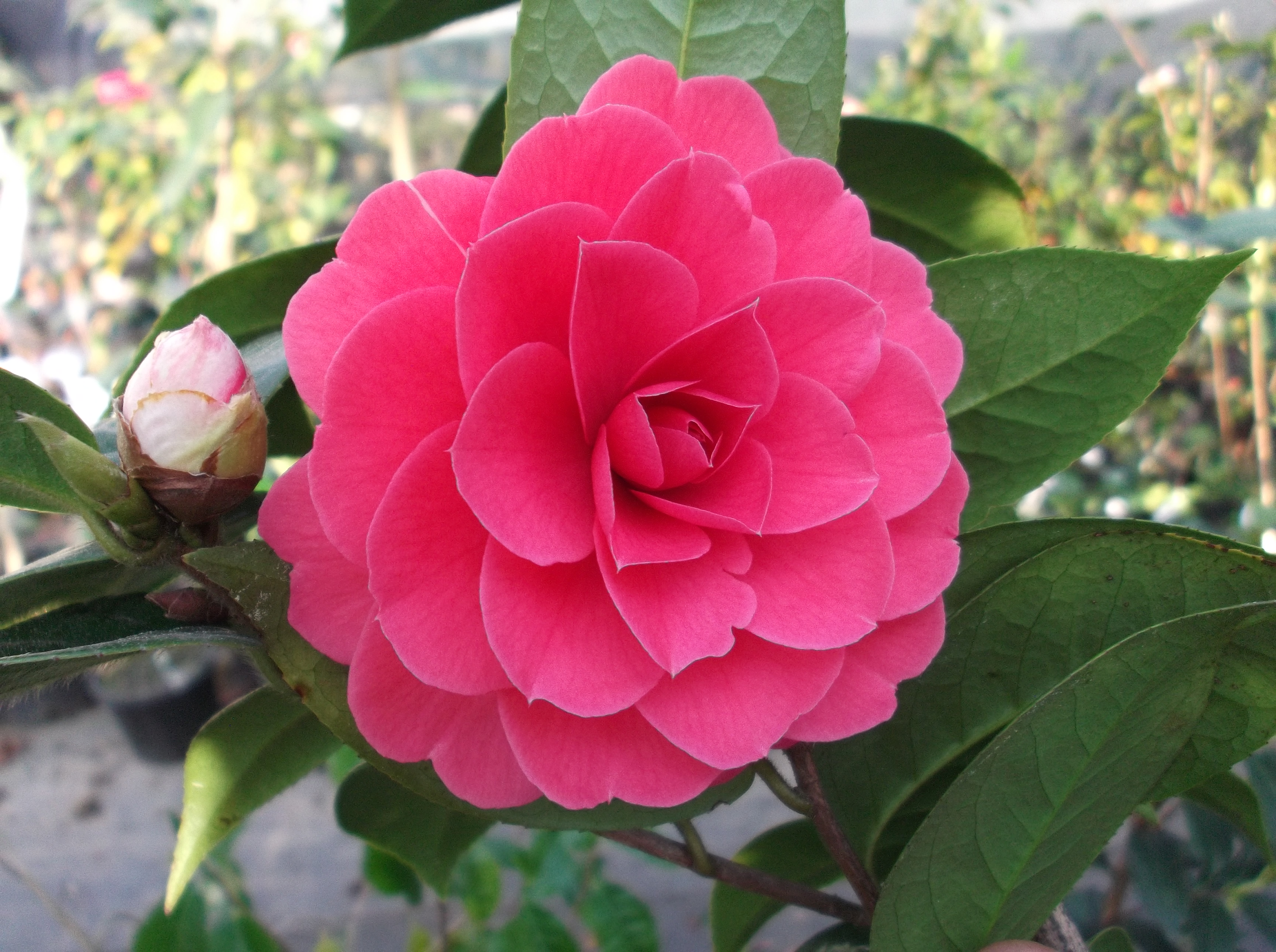 C. Edithae Mamudan