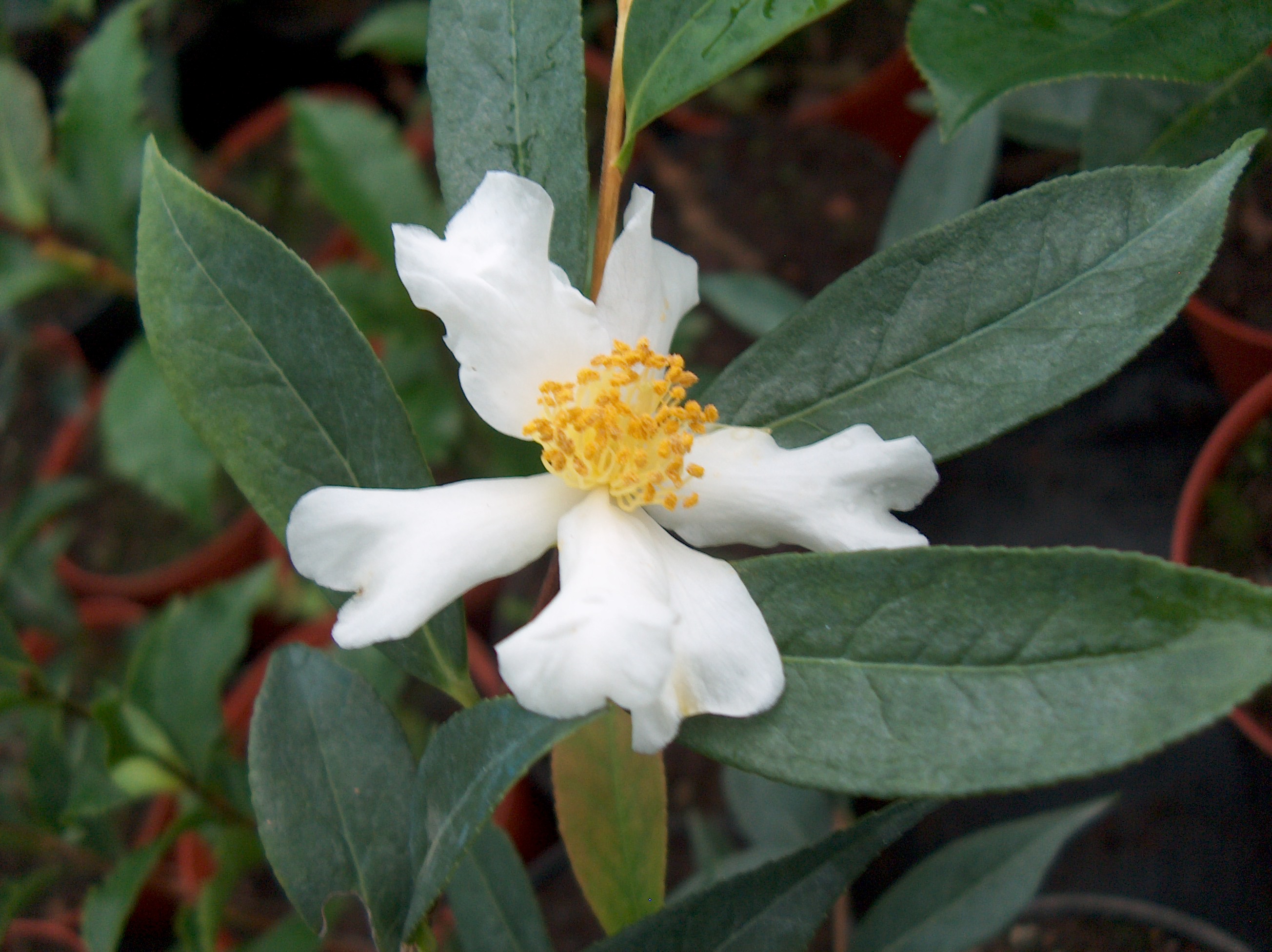 C. Fluviatis