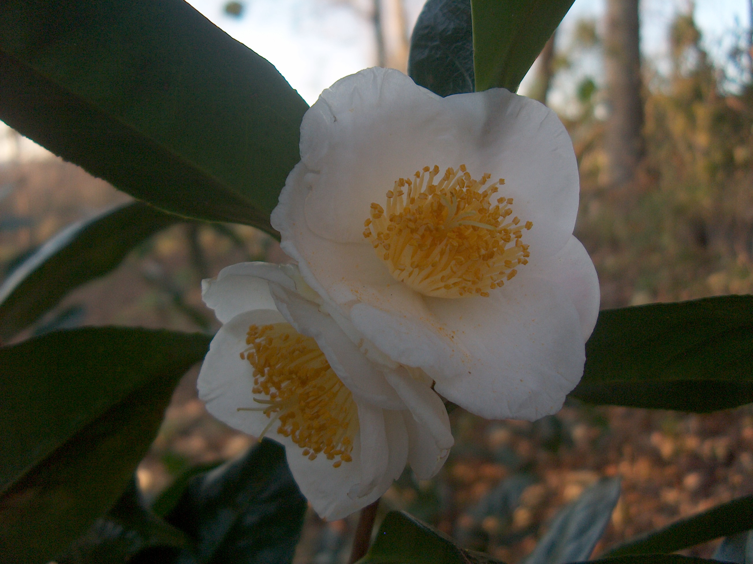 C. Irrawadiensis