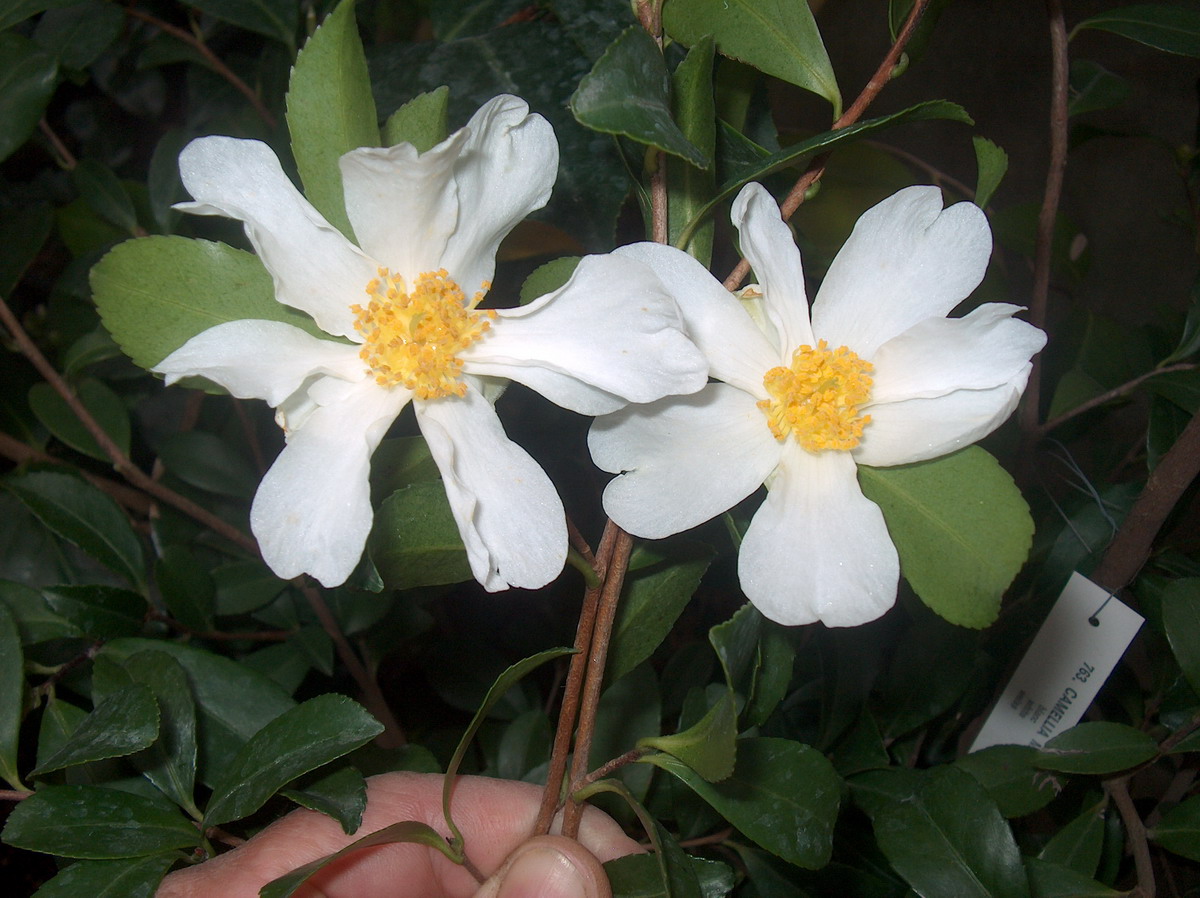 C. Myagii