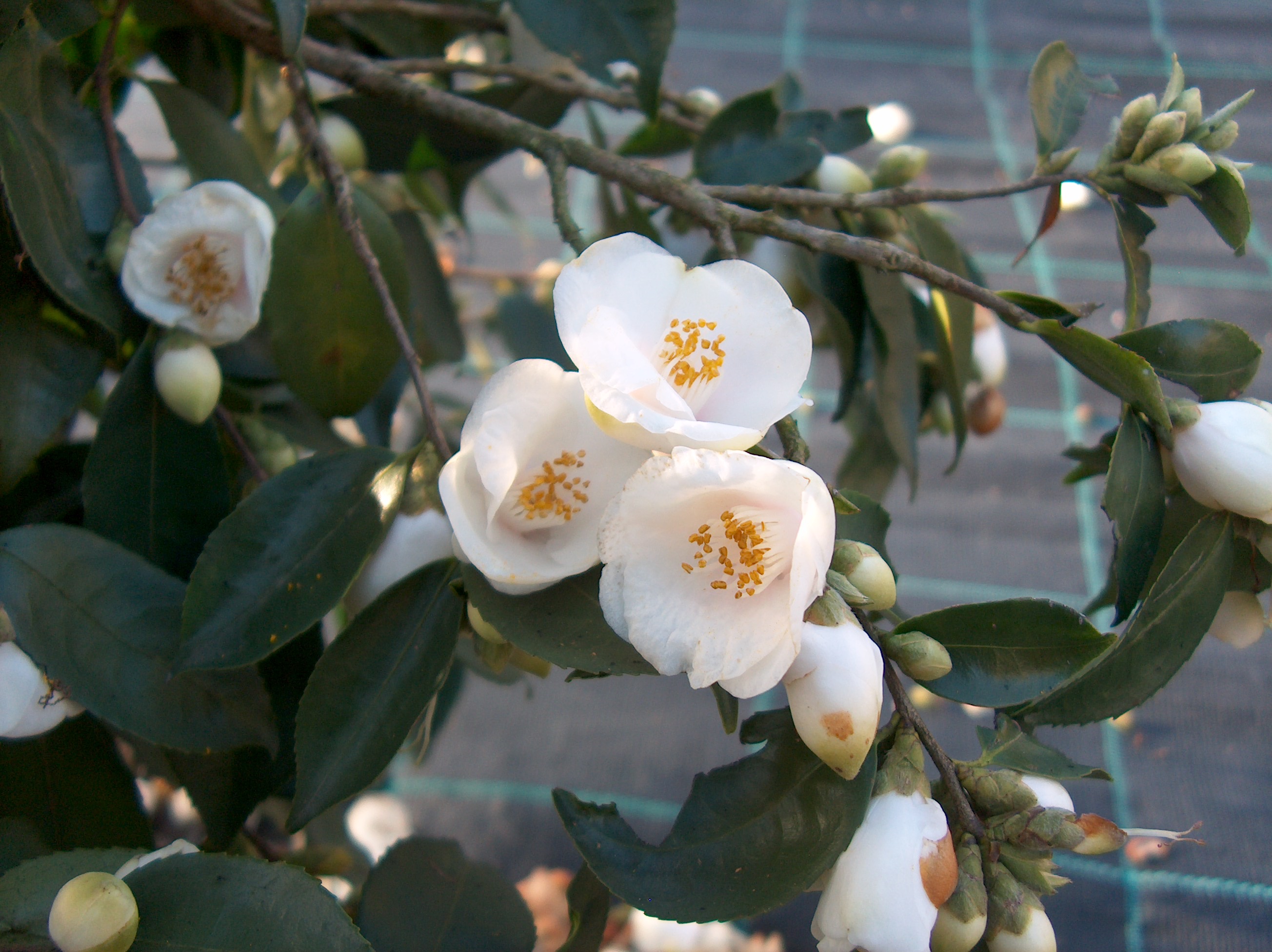 C. Rosaeflora Cascade