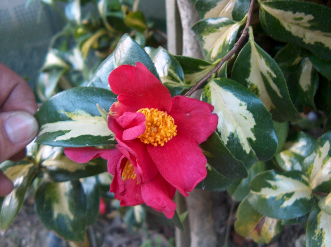 C. Rusticana Reigyoku