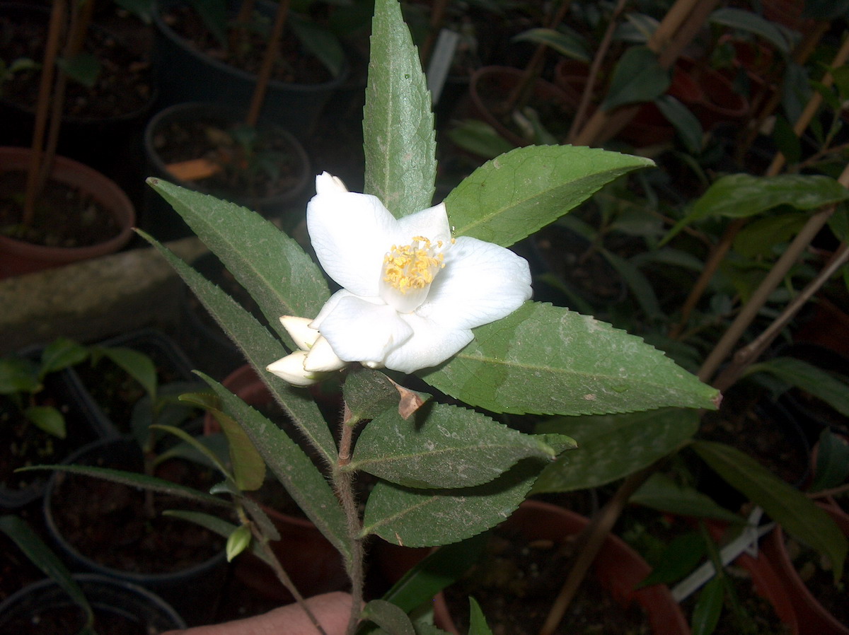 C. Salicifolia