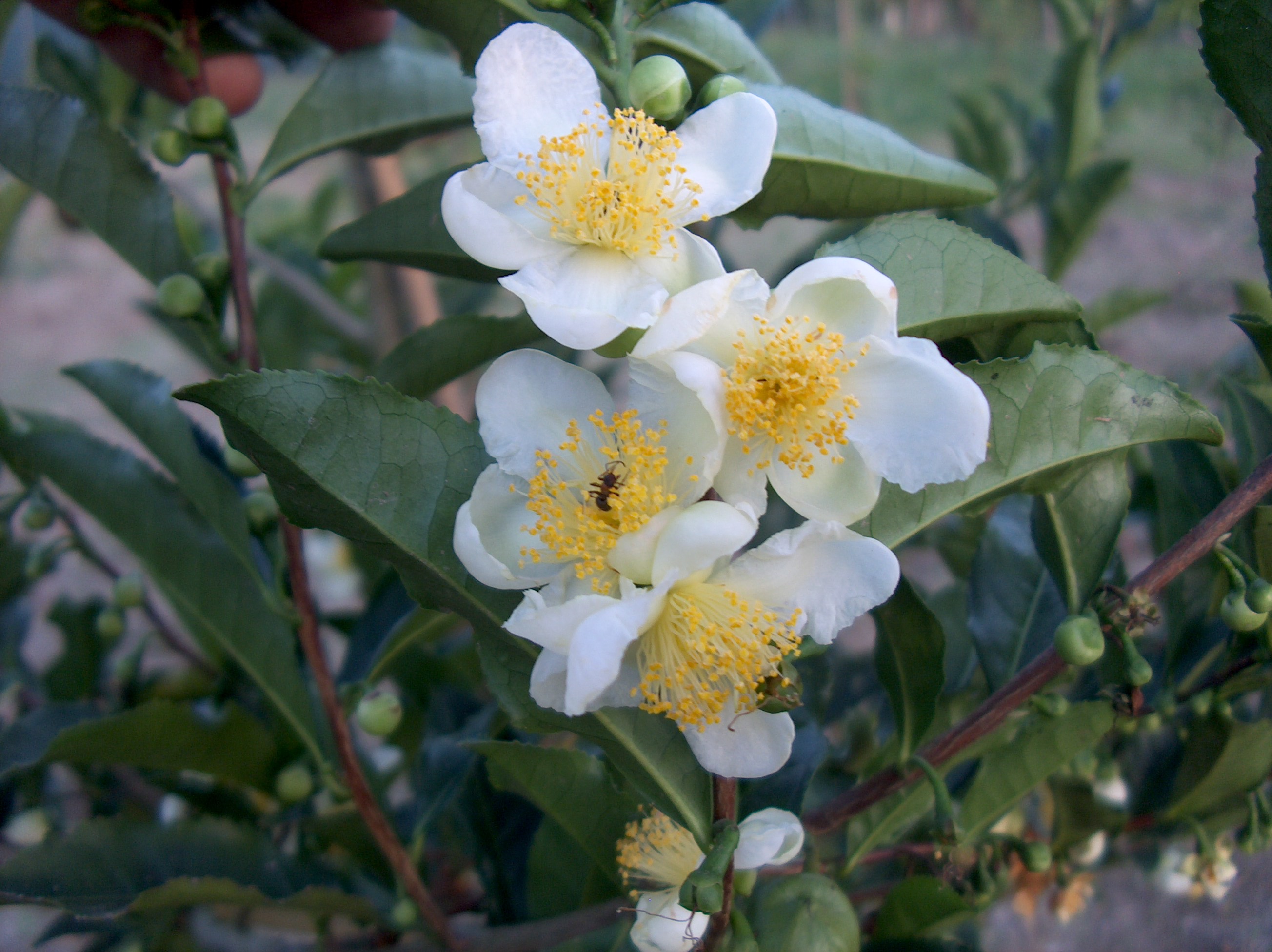 C. Sinensis Var.
