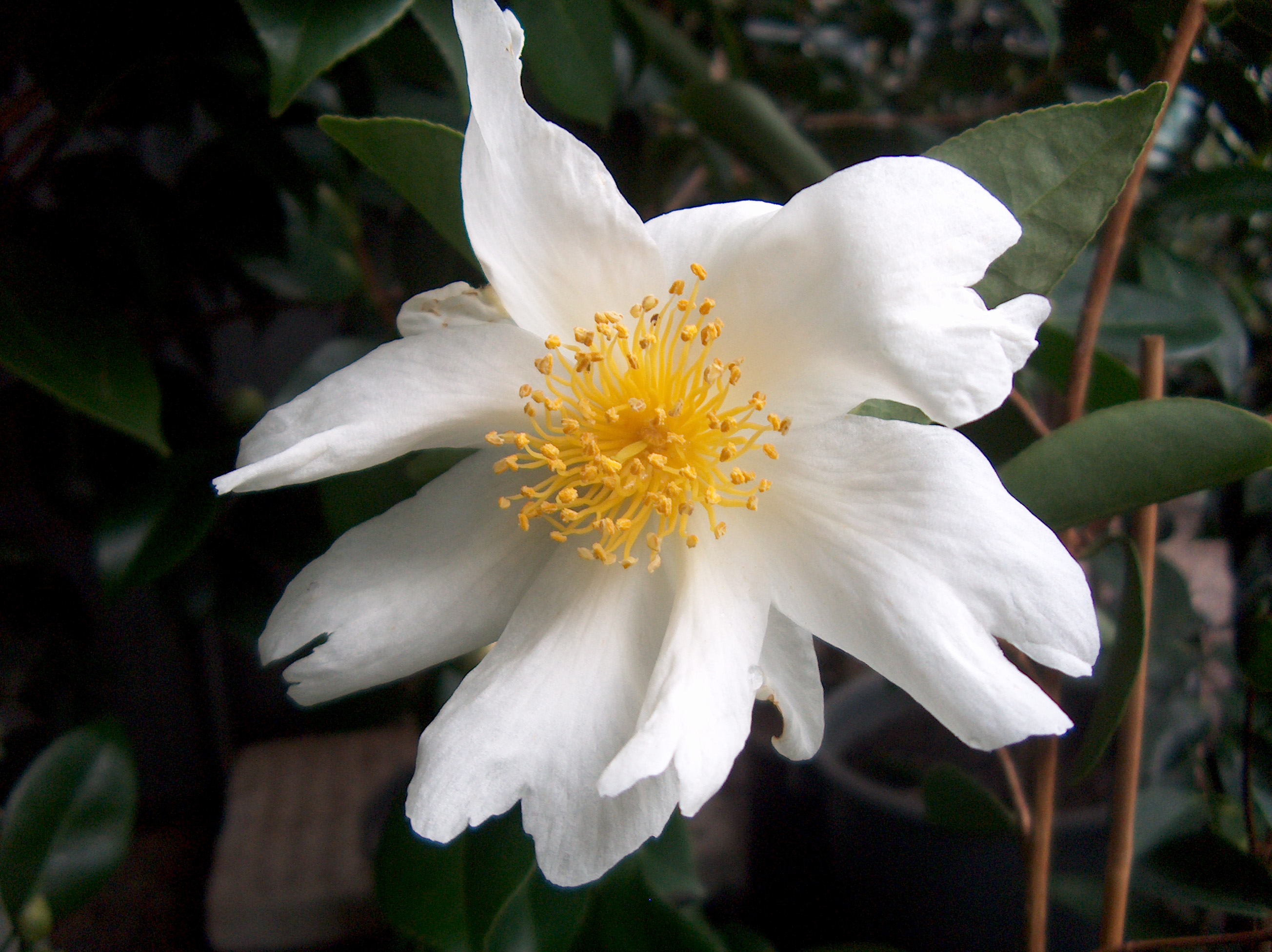 C. gauchowensis
