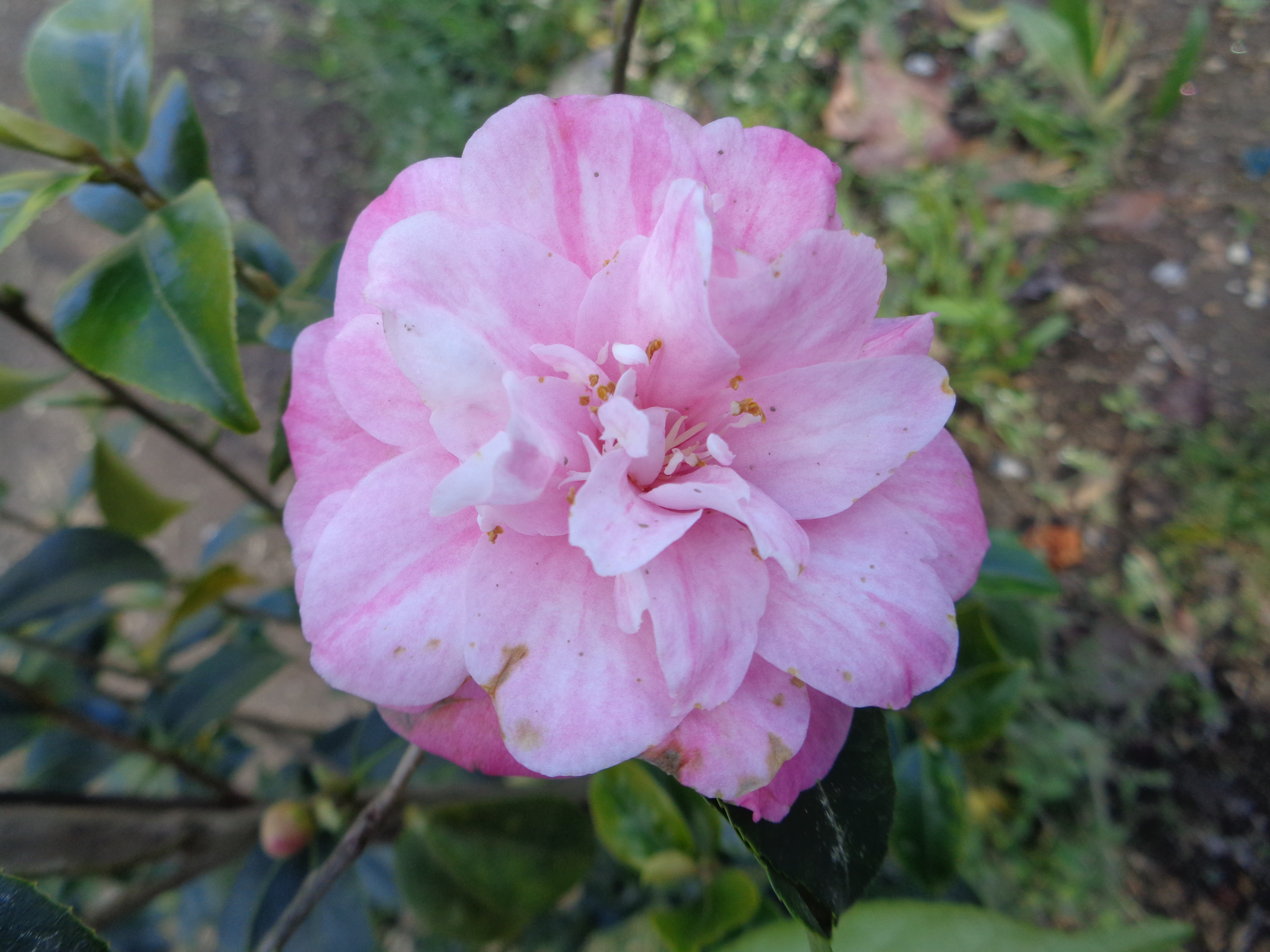 C. maliflora