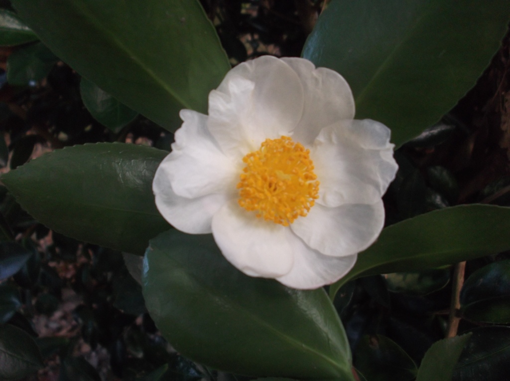 C. parvimuricata