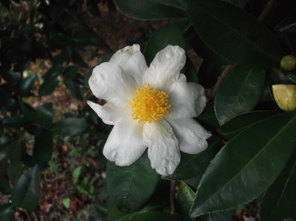 C. tuberculata