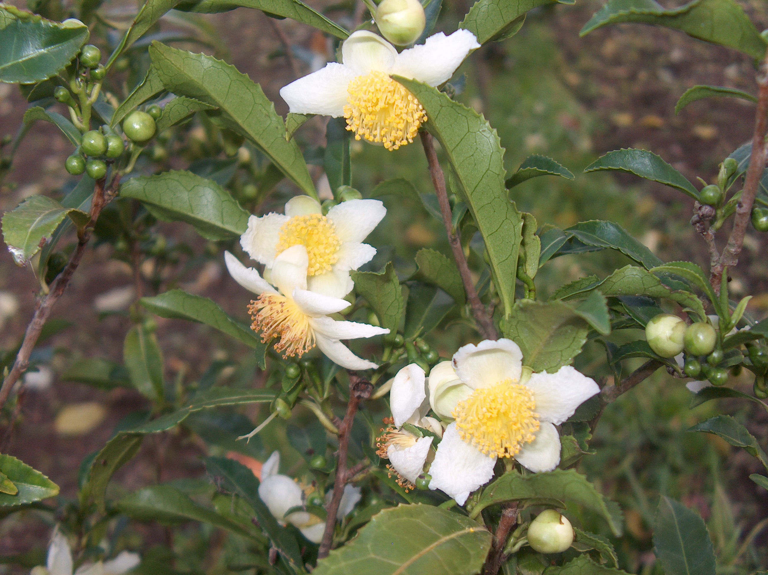 C. Sinensis (L.)