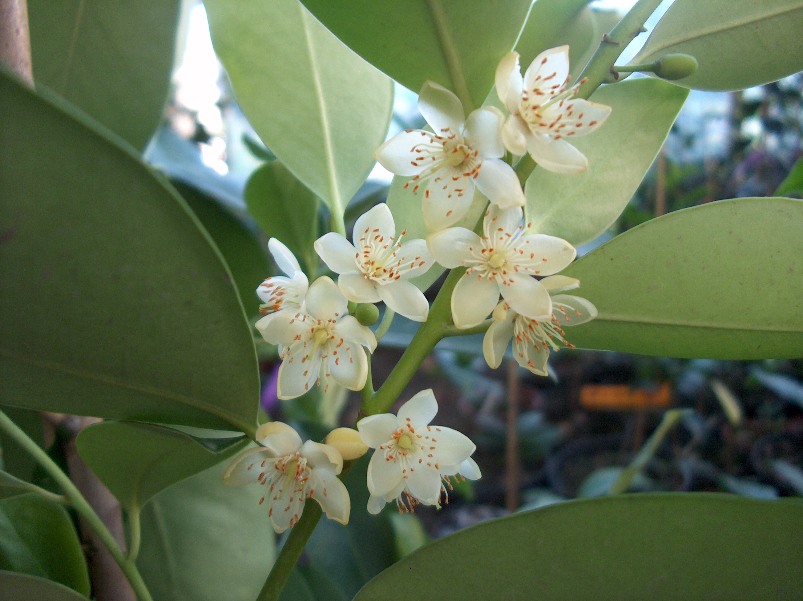 Cleyera japonica
