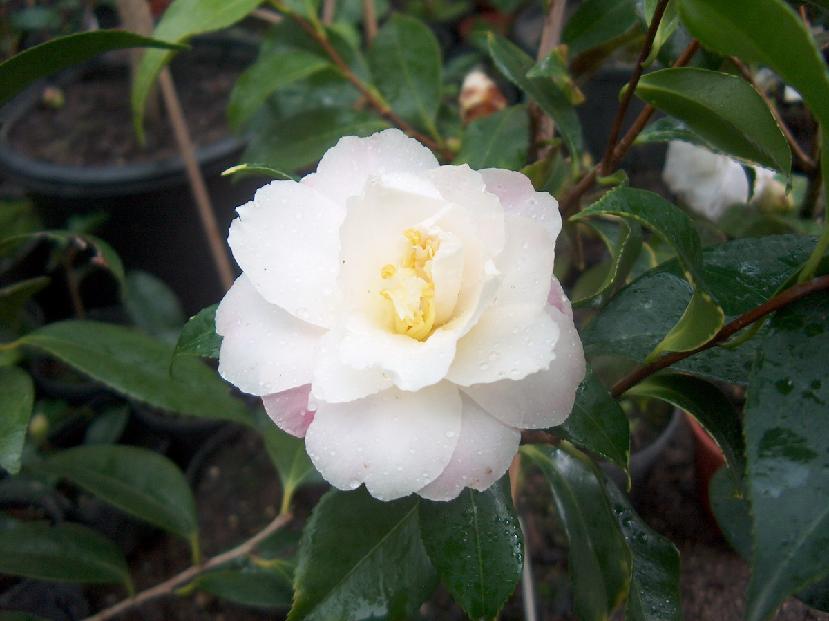 Ginryû(C.vernelis)