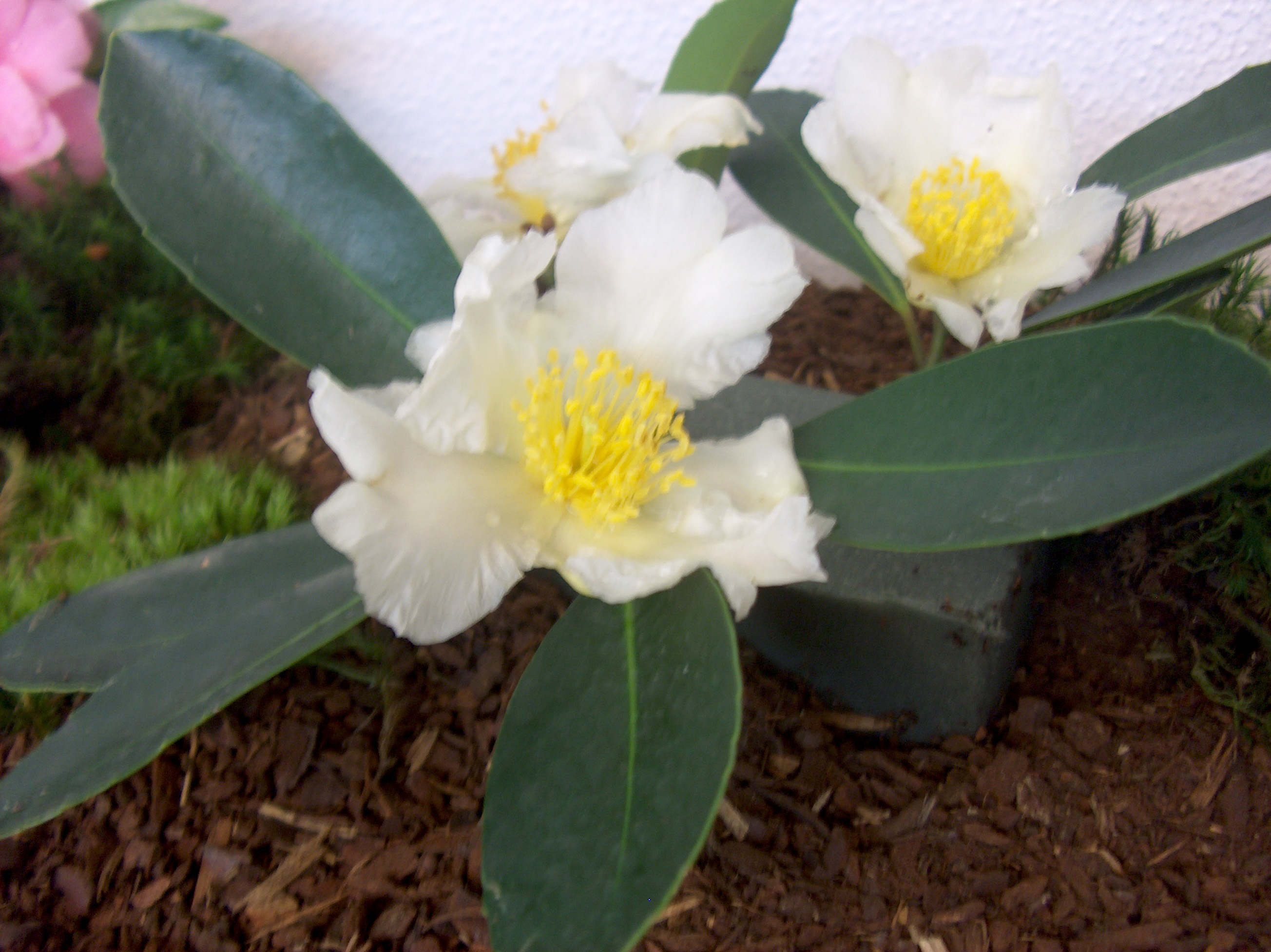 Gordonia Chrysandra Cowan