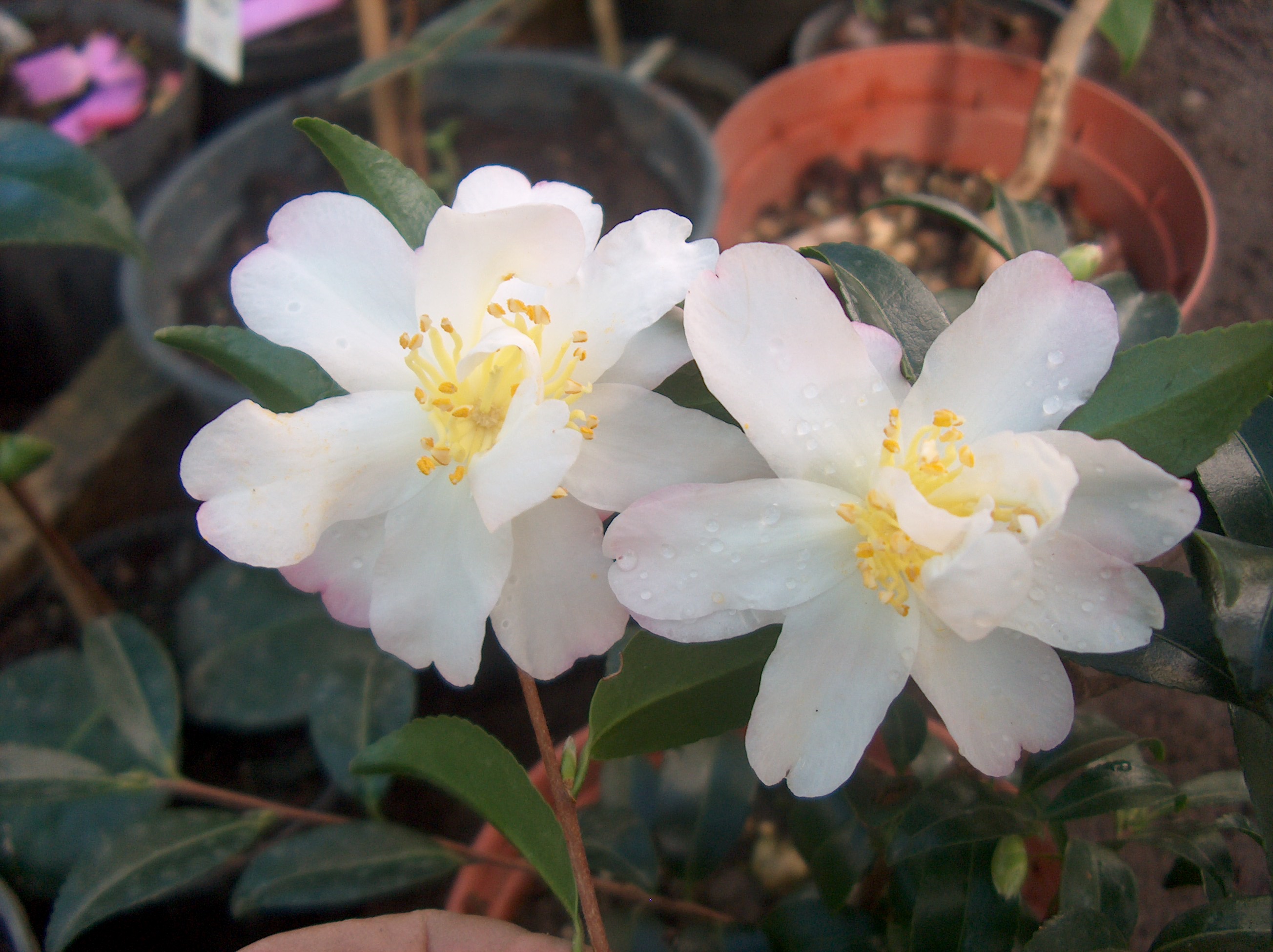 C. Stichoclada Chang