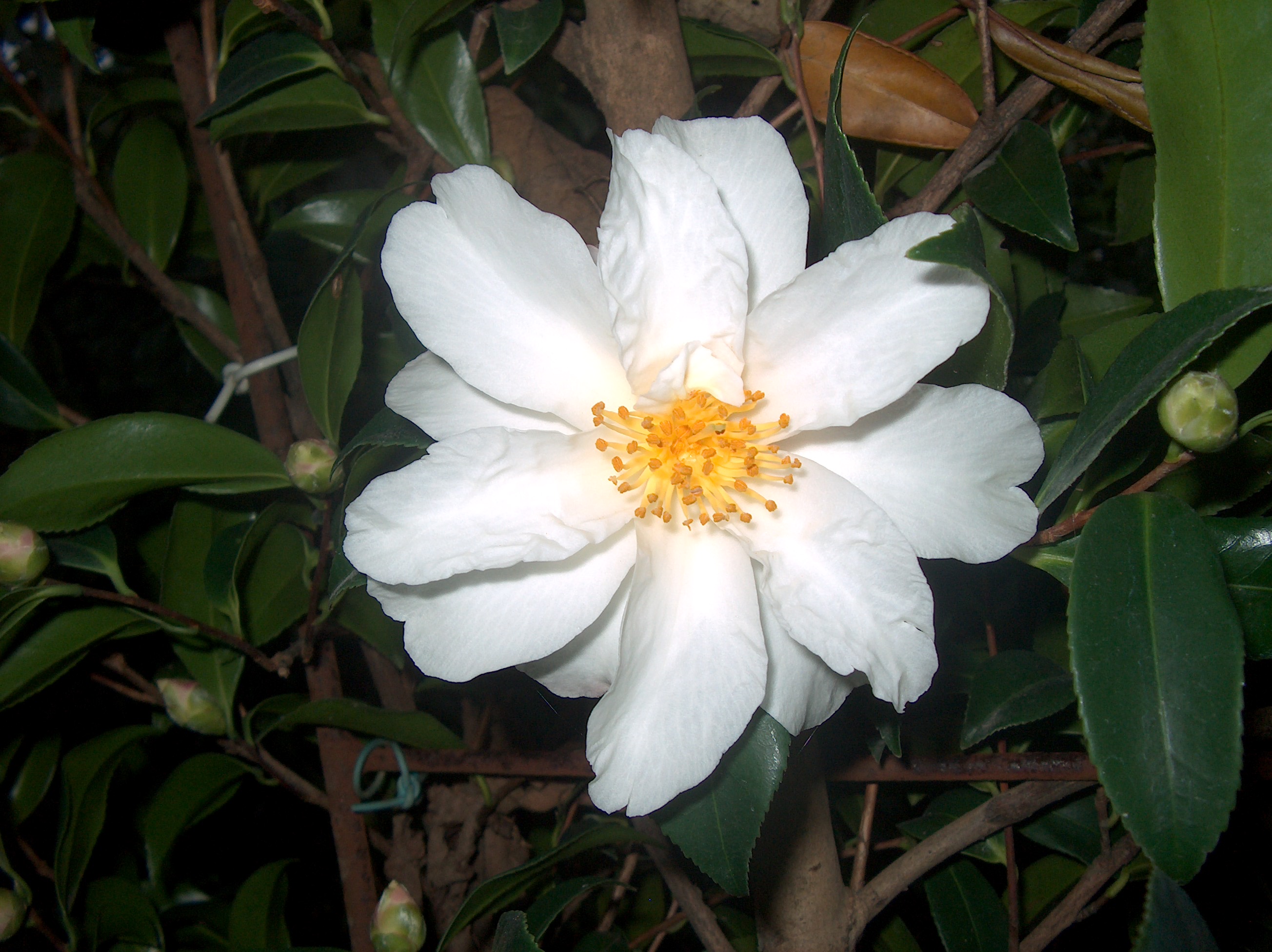 C. Vernalis