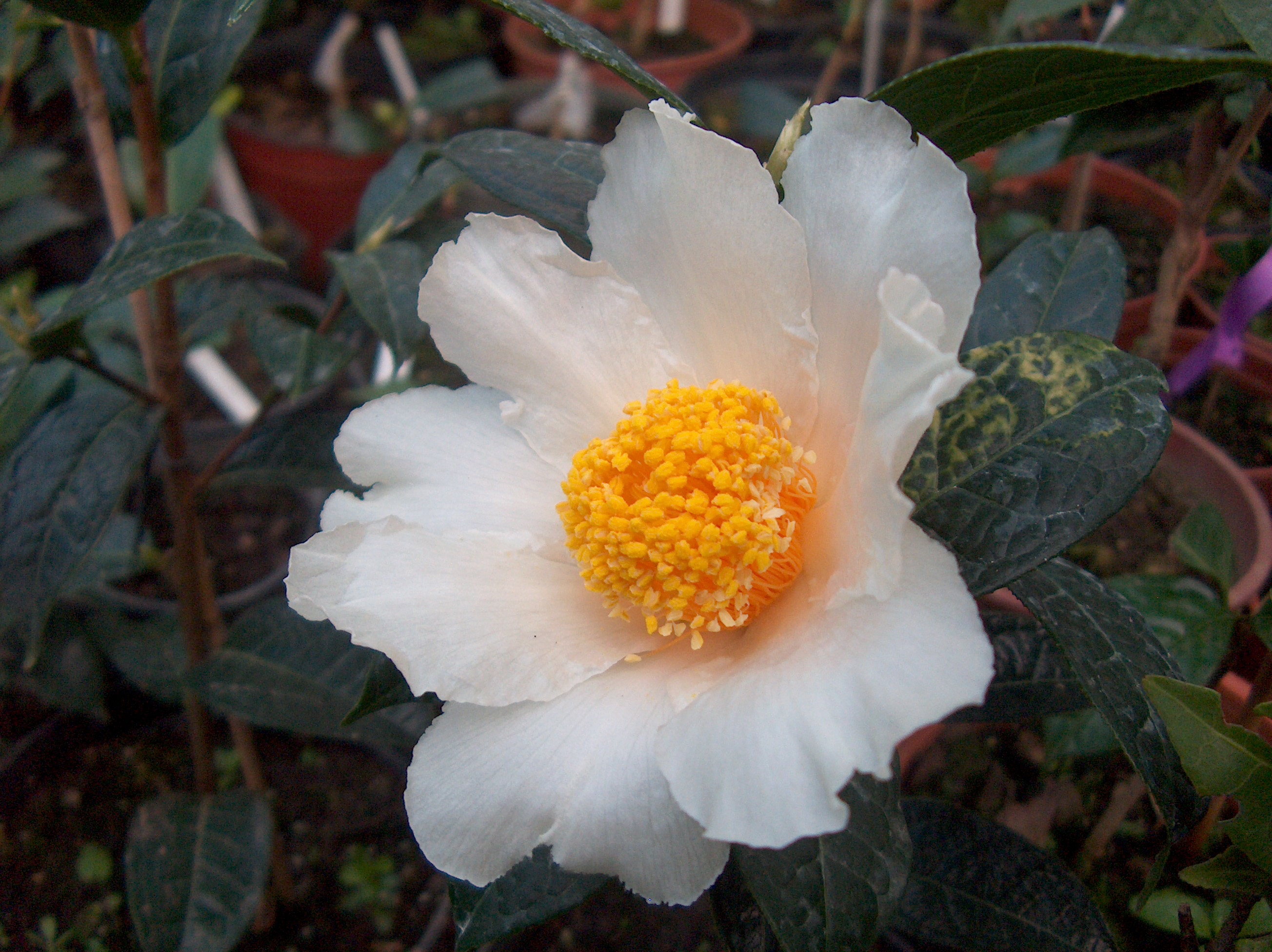 C. Granthamiana