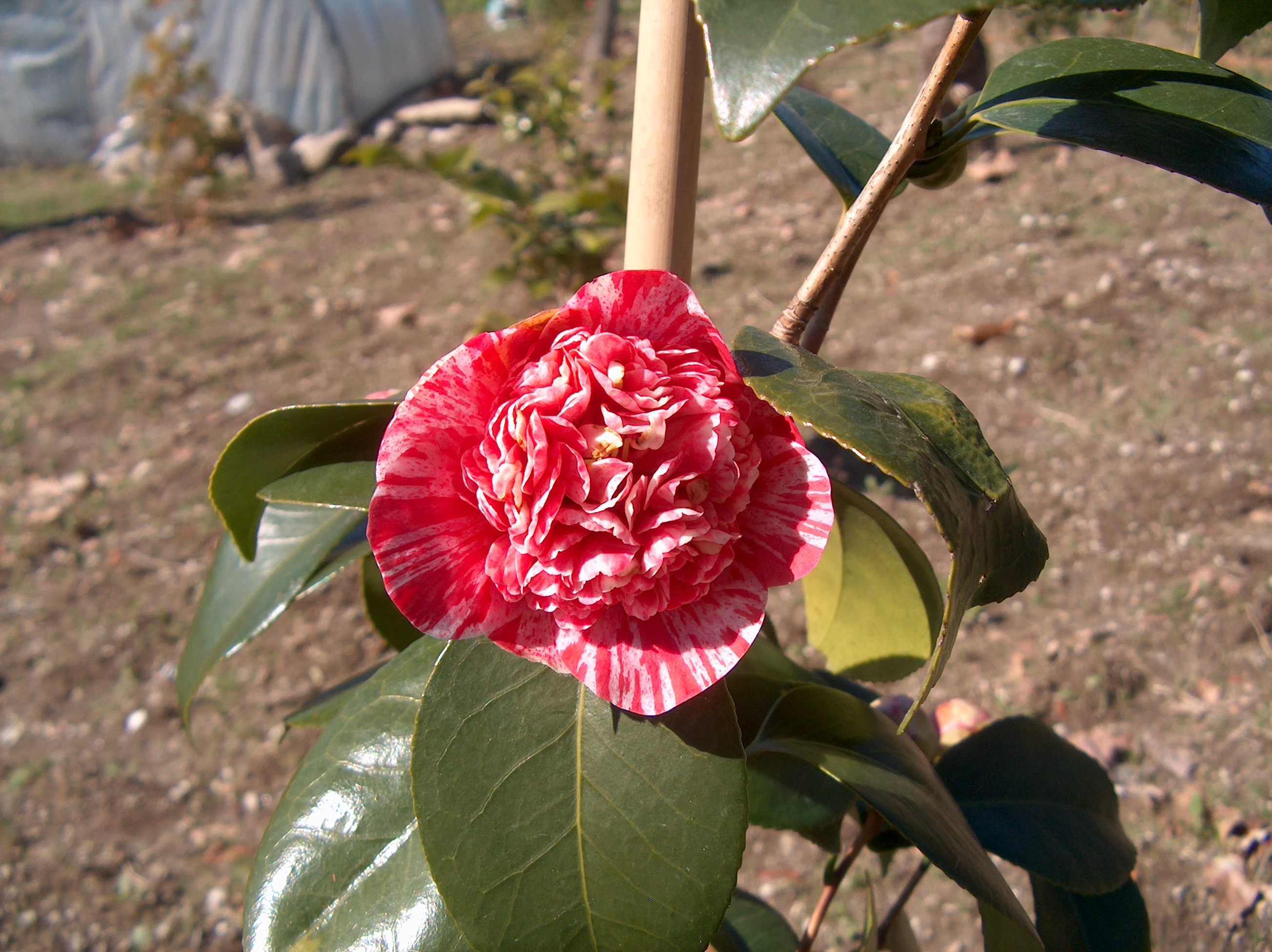 Matsunami(c.rusticana)