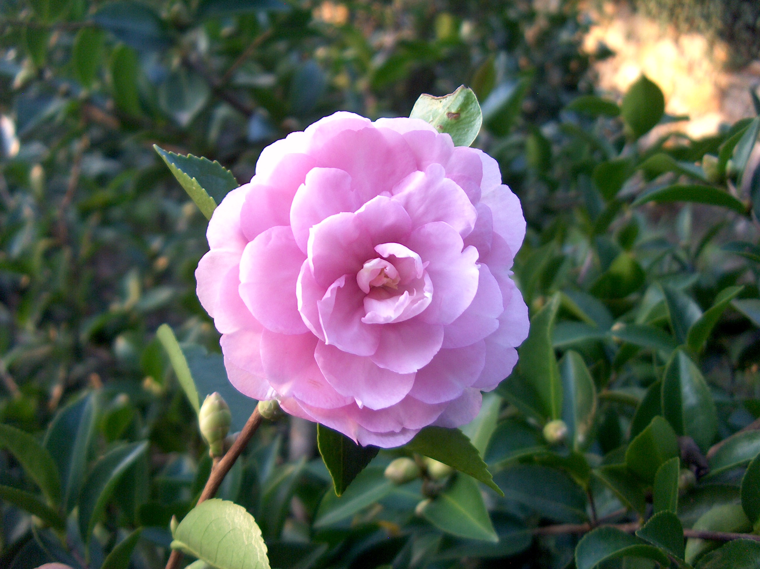 Rengesekai (C.rusticana)