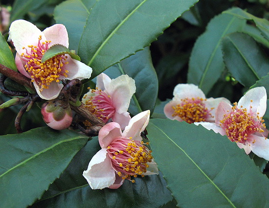 Sinensis-Pink