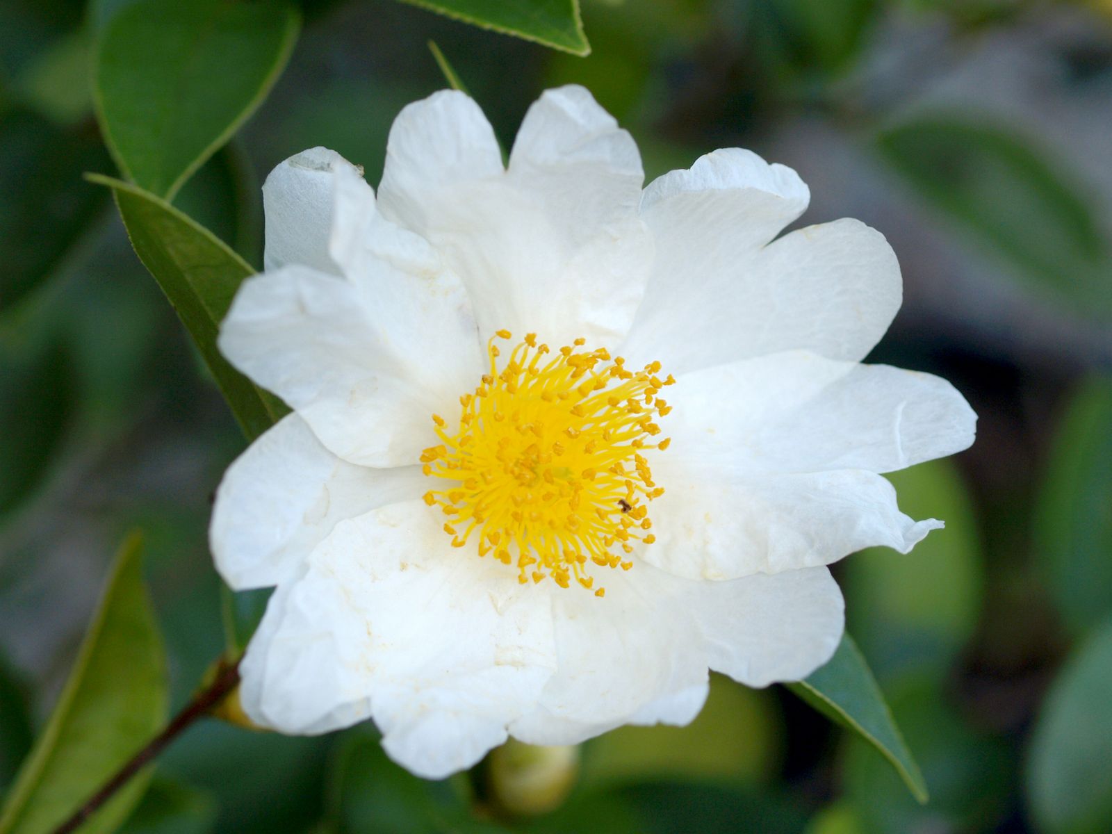Synaptica