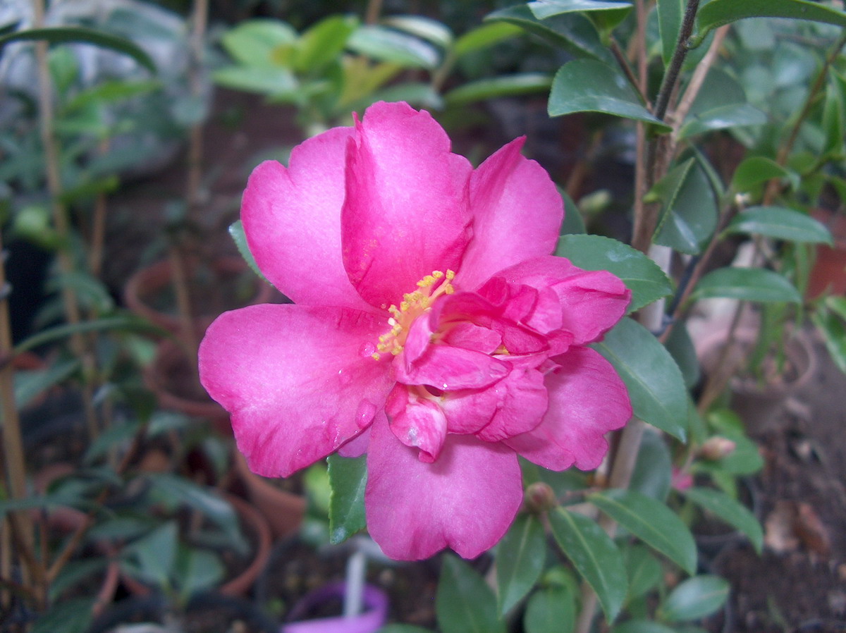 Evangeline
