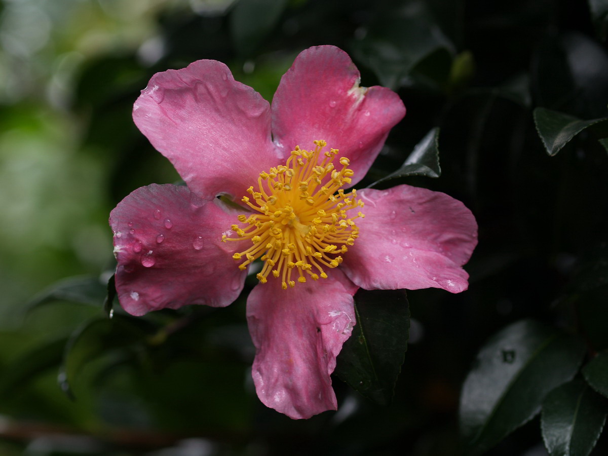 Sassanqua Rosae