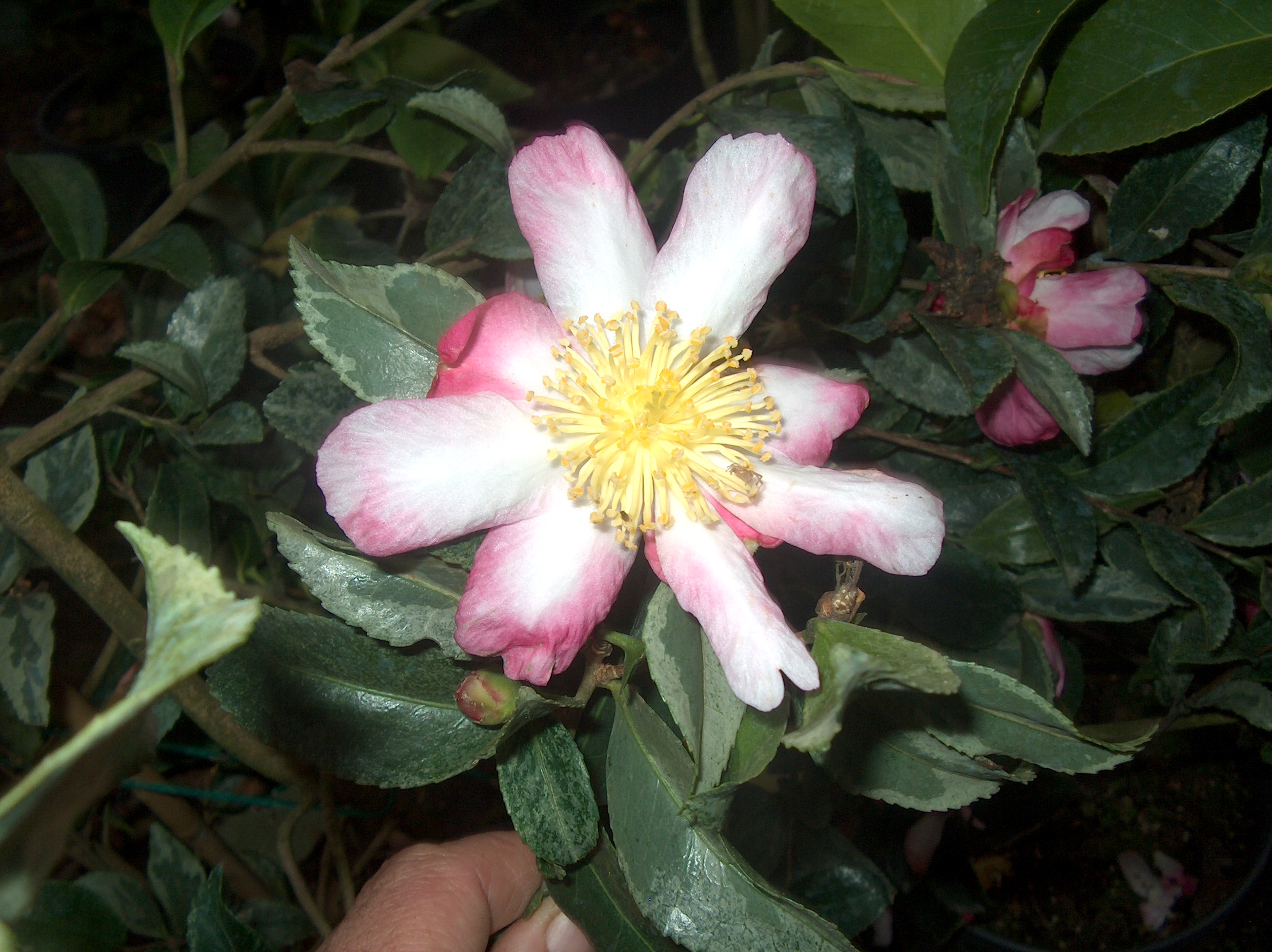 Sasanqua Variagata