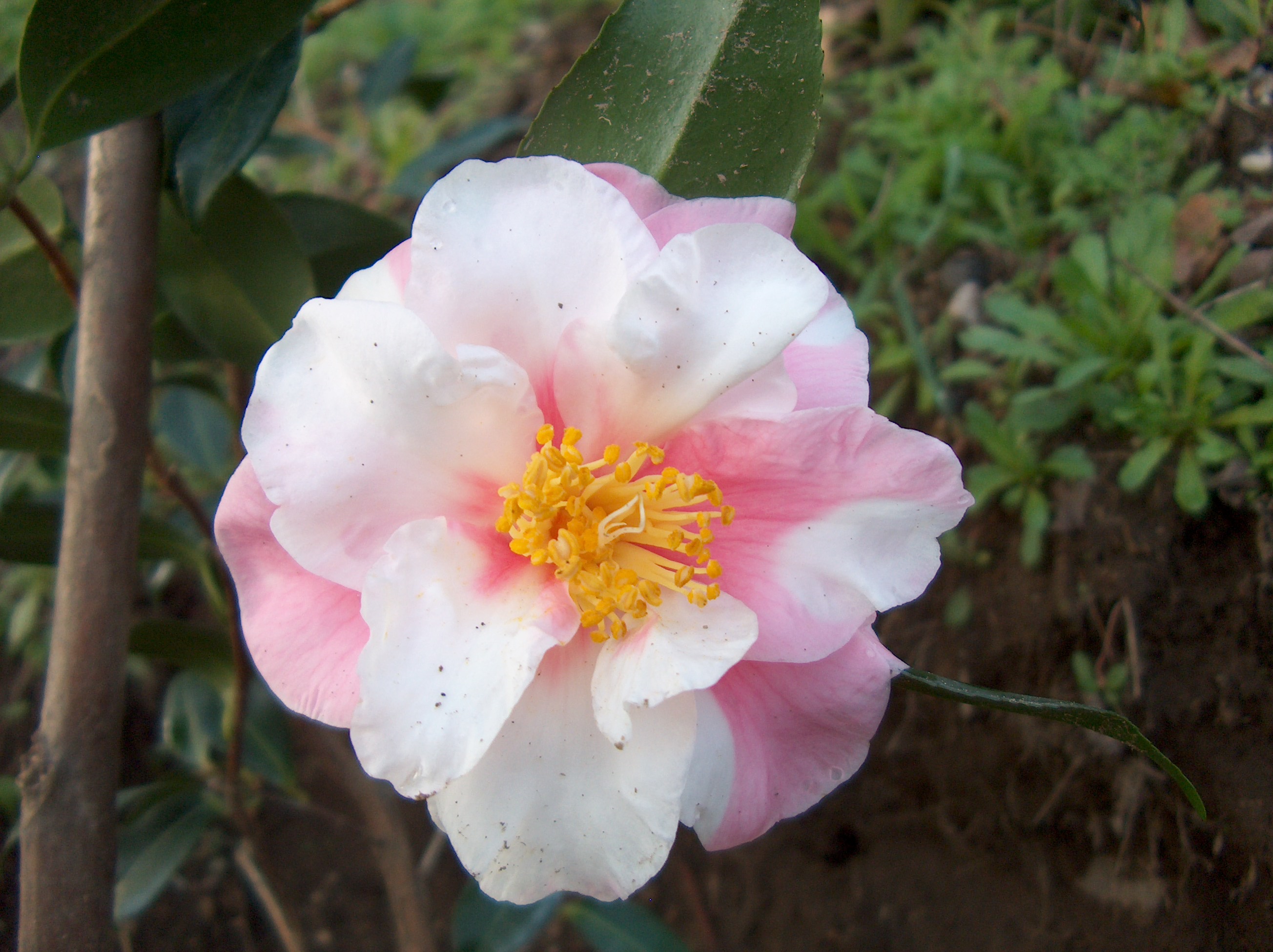 Shibori-Egao