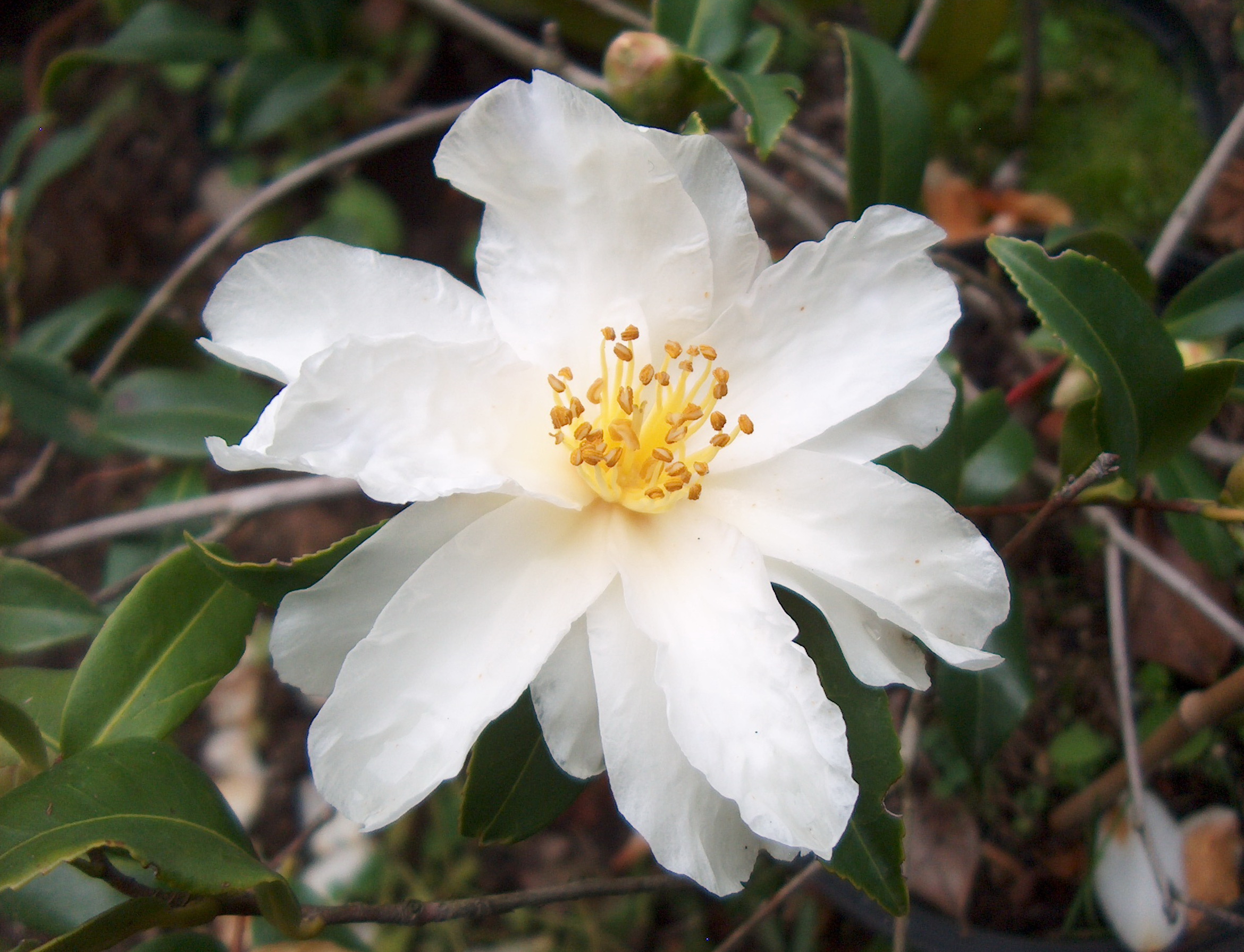 Star Above Star (C. Vernalis)