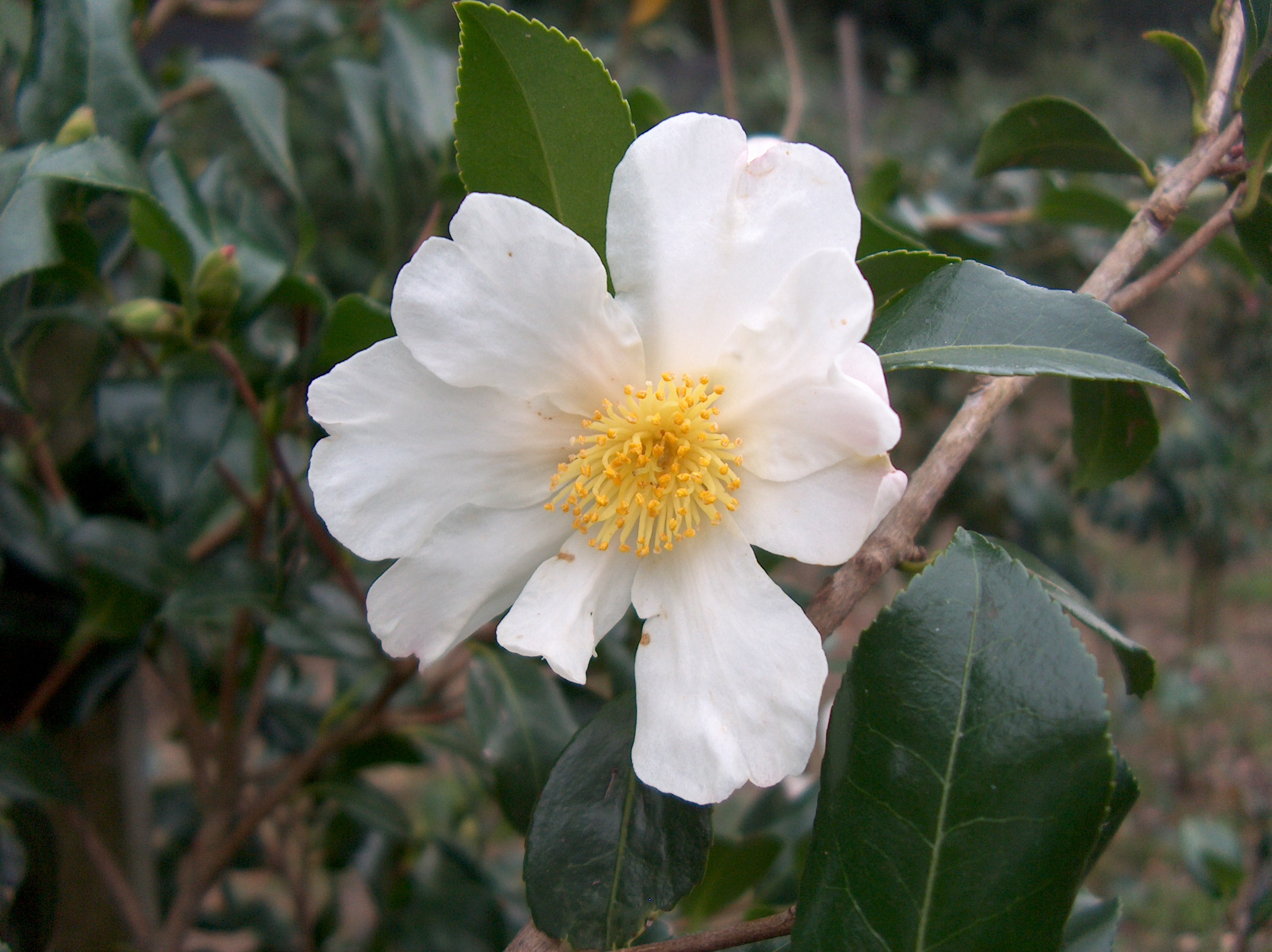 White Cleópatra