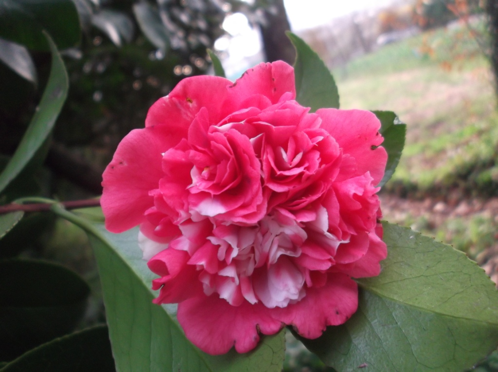 Anémona Variegata  Portuensis