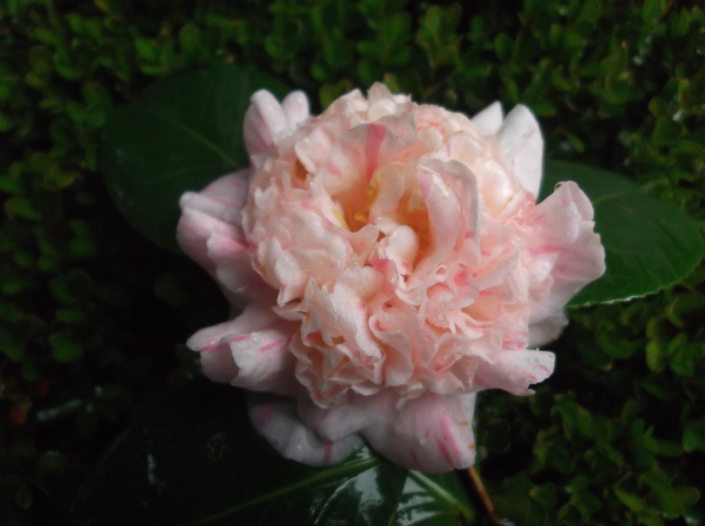 Belfortia